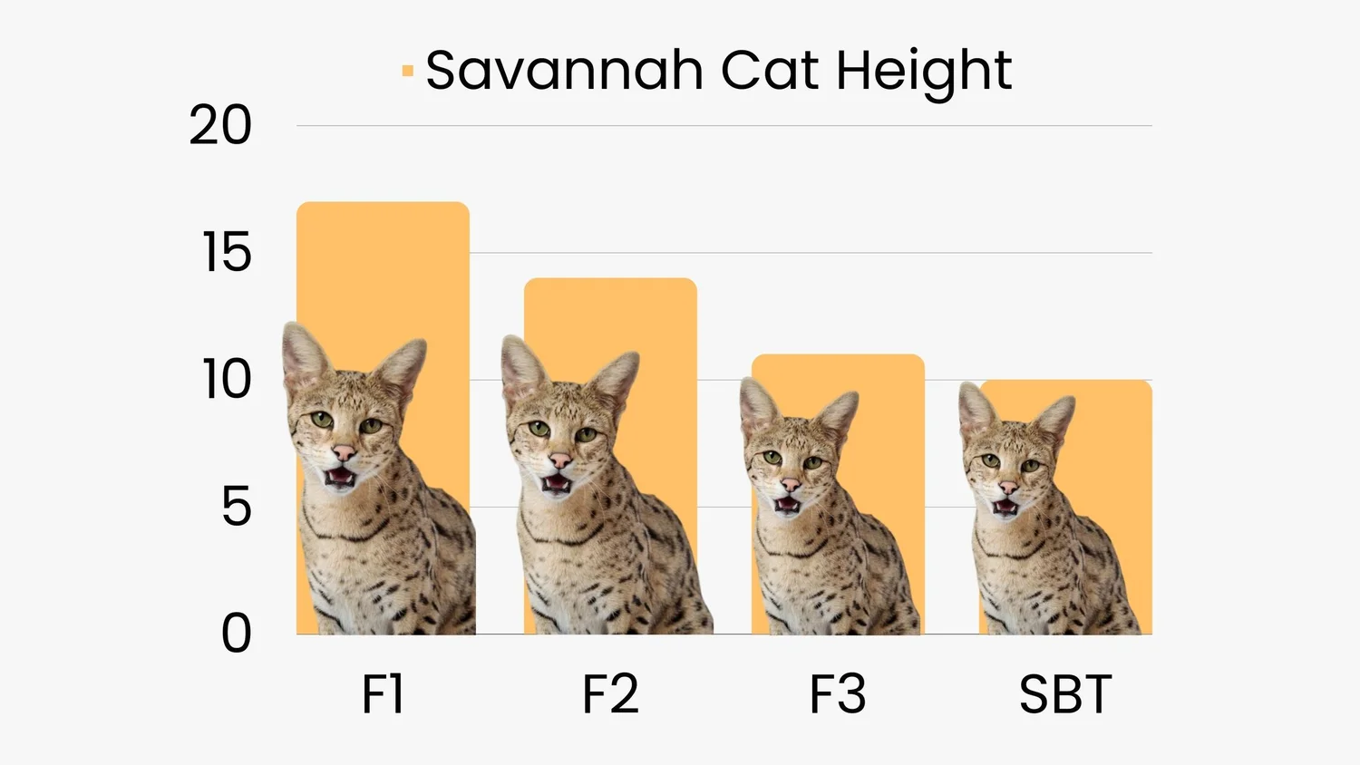 Savannah Cat Size,Diet,Personality,Price