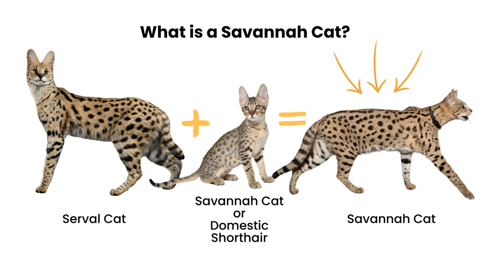 Savannah Cat Size,Diet,Personality,Price