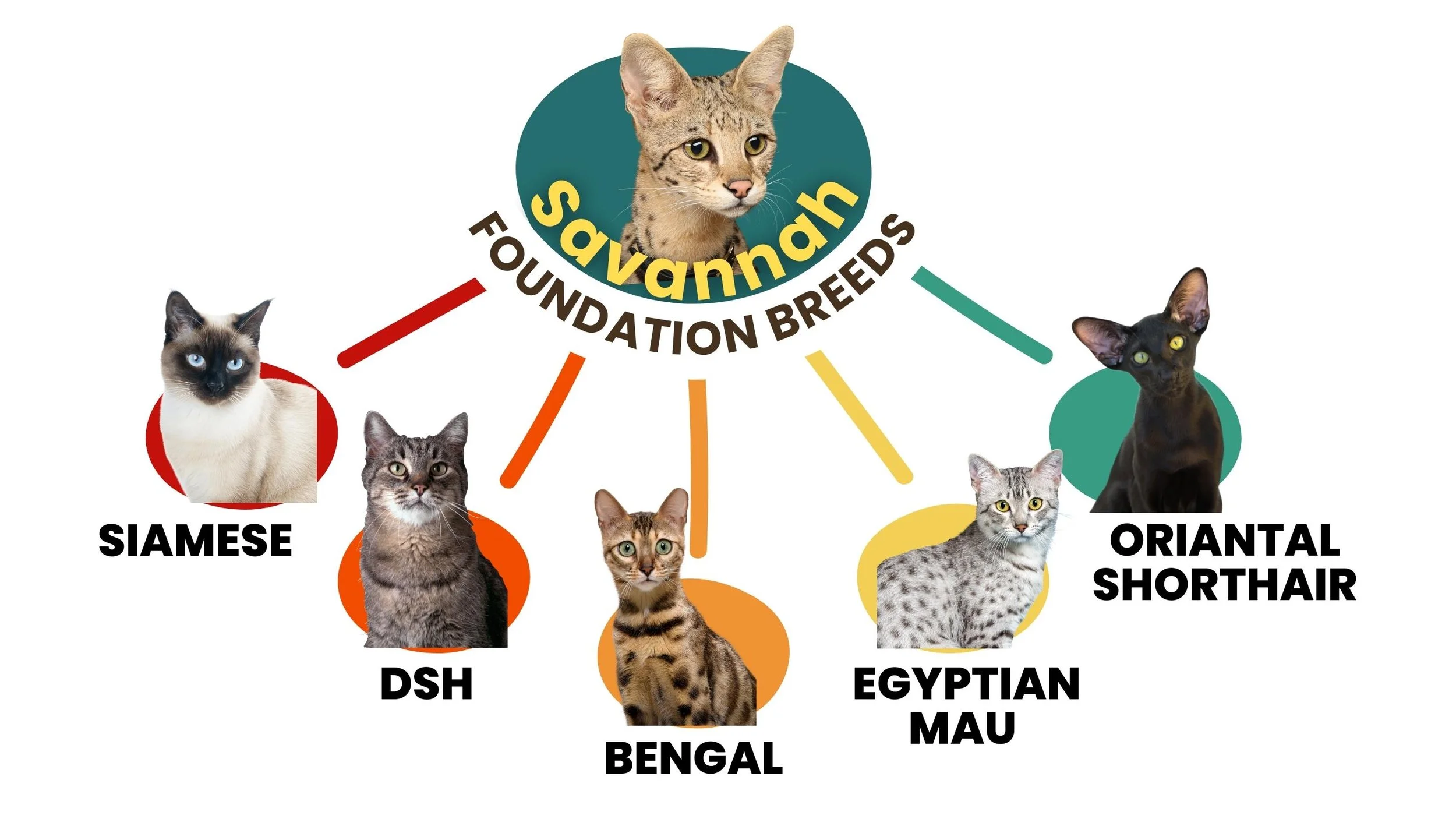 Razas de gatos básicos del gato Savana