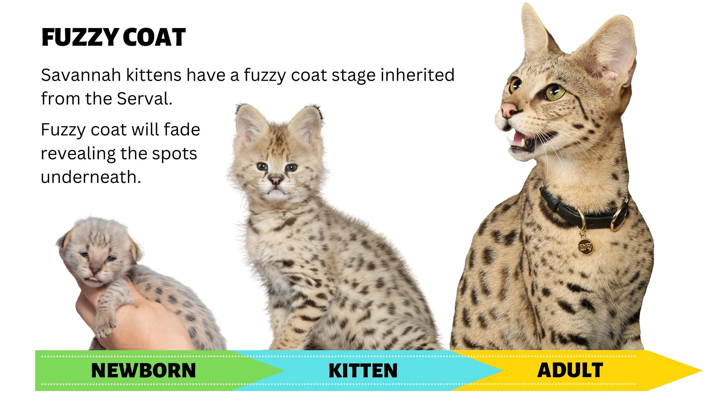 Infografía del crecimiento del pelaje del gato Savana, desde la etapa borrosa hasta la edad adulta