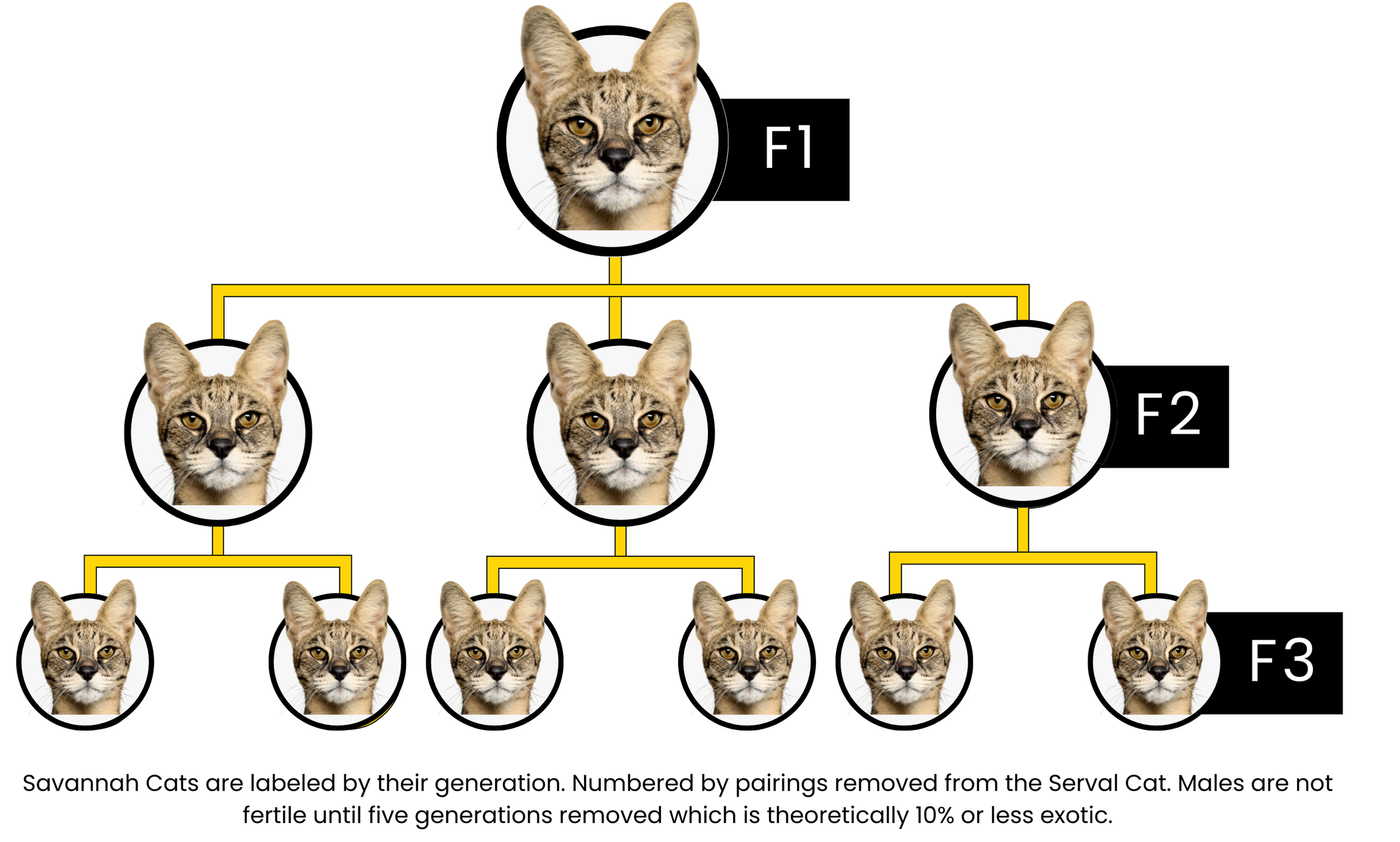 Generaciones de gatos de Savana
