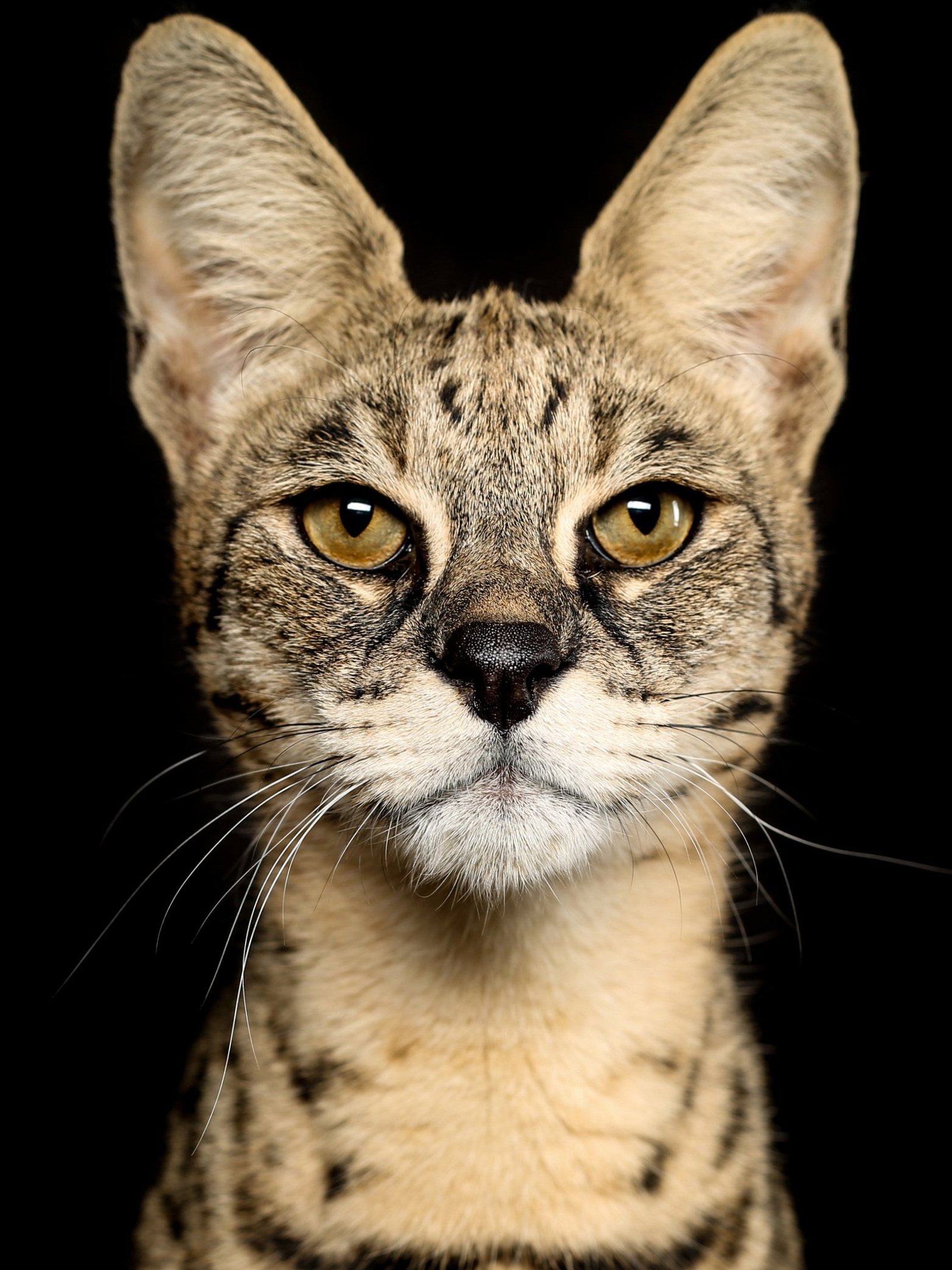 Face of angry cat with yellow eyes. House Cat with lowered ears