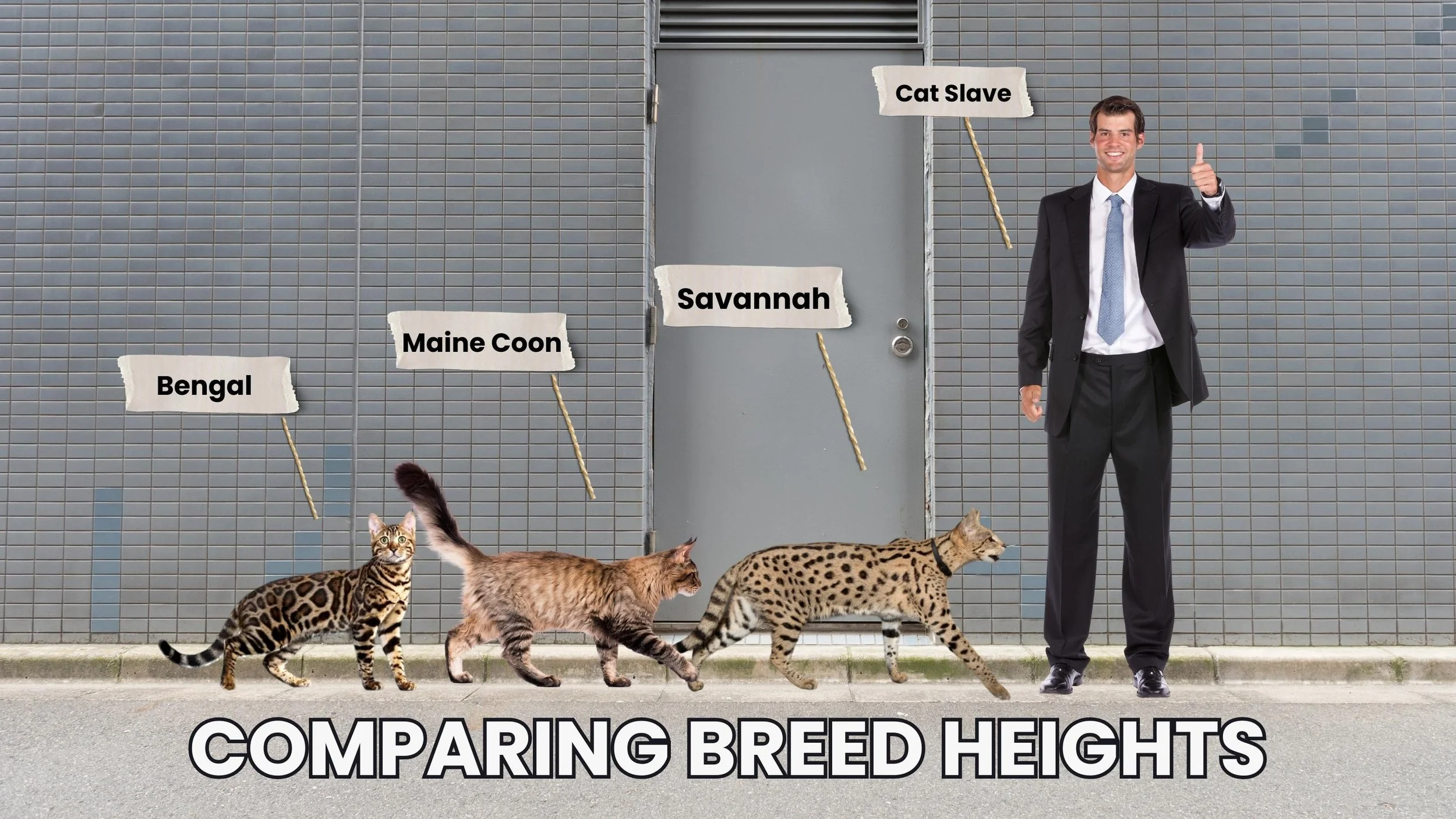 View of Bengal Cat Size Comparison