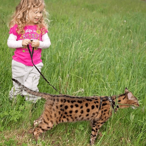 Gato Savana de paseo. Producido por F1HYBRIDS