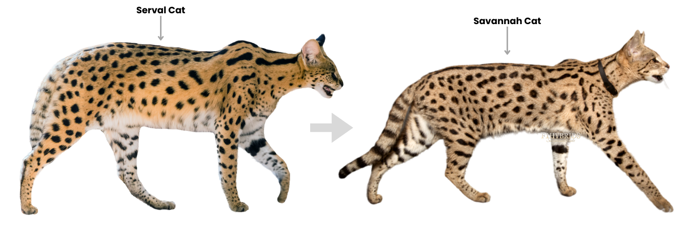 Serval comparado con el gato Savana