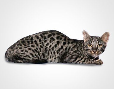 safari domestic cat