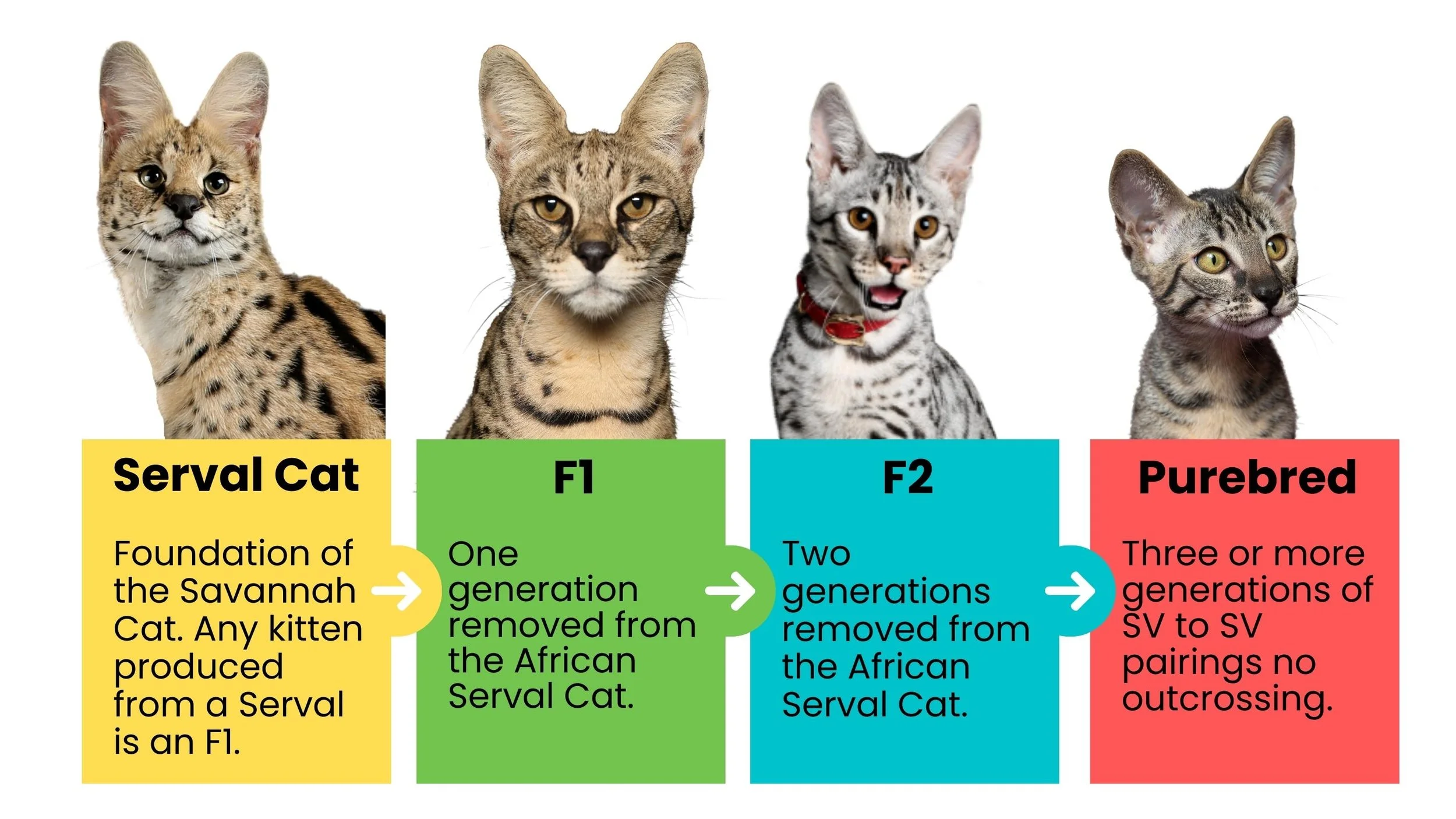 Comparar generaciones de gatos Savana