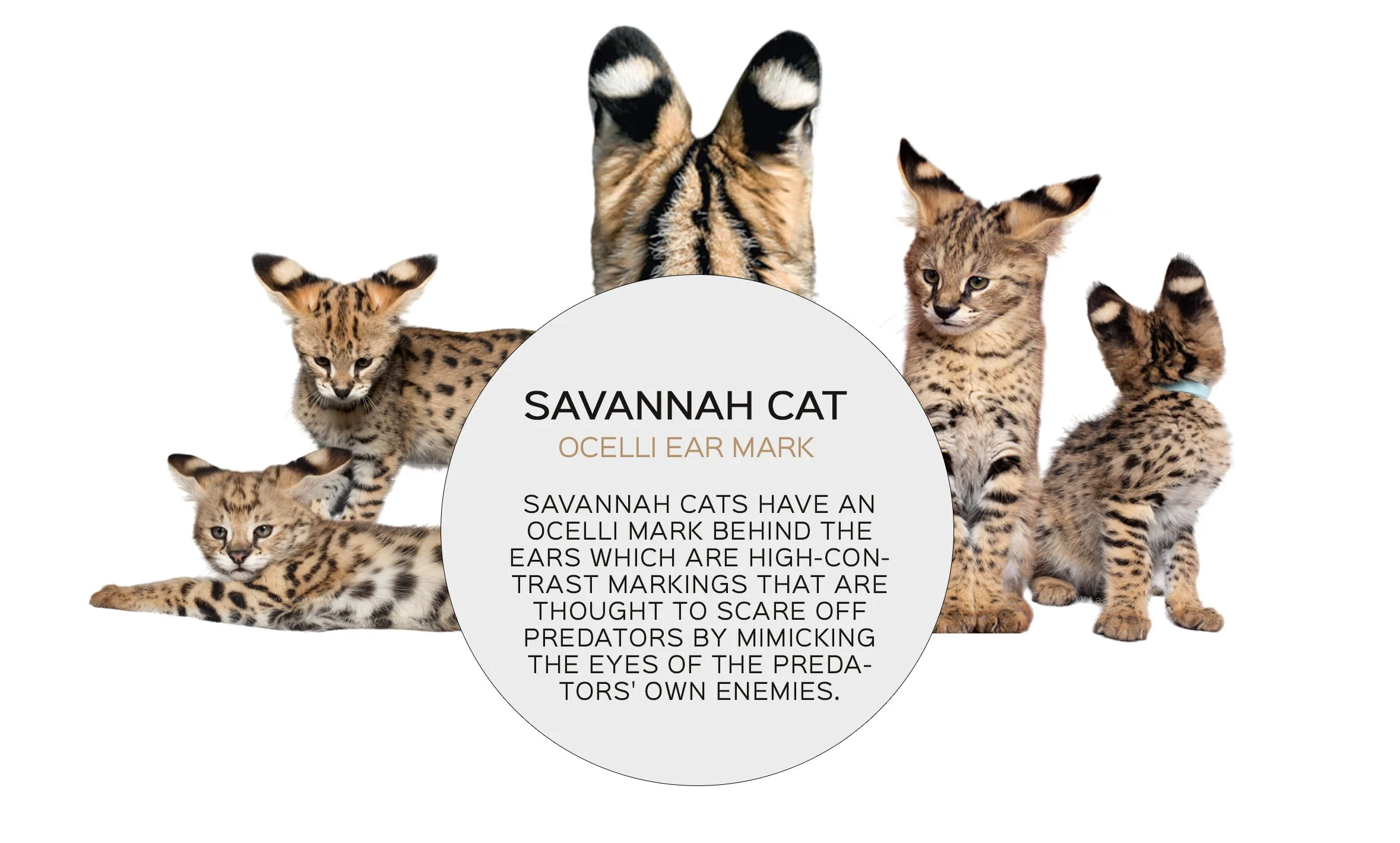 Savannah Cat Patterns