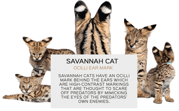 Orejas de gato de sabana