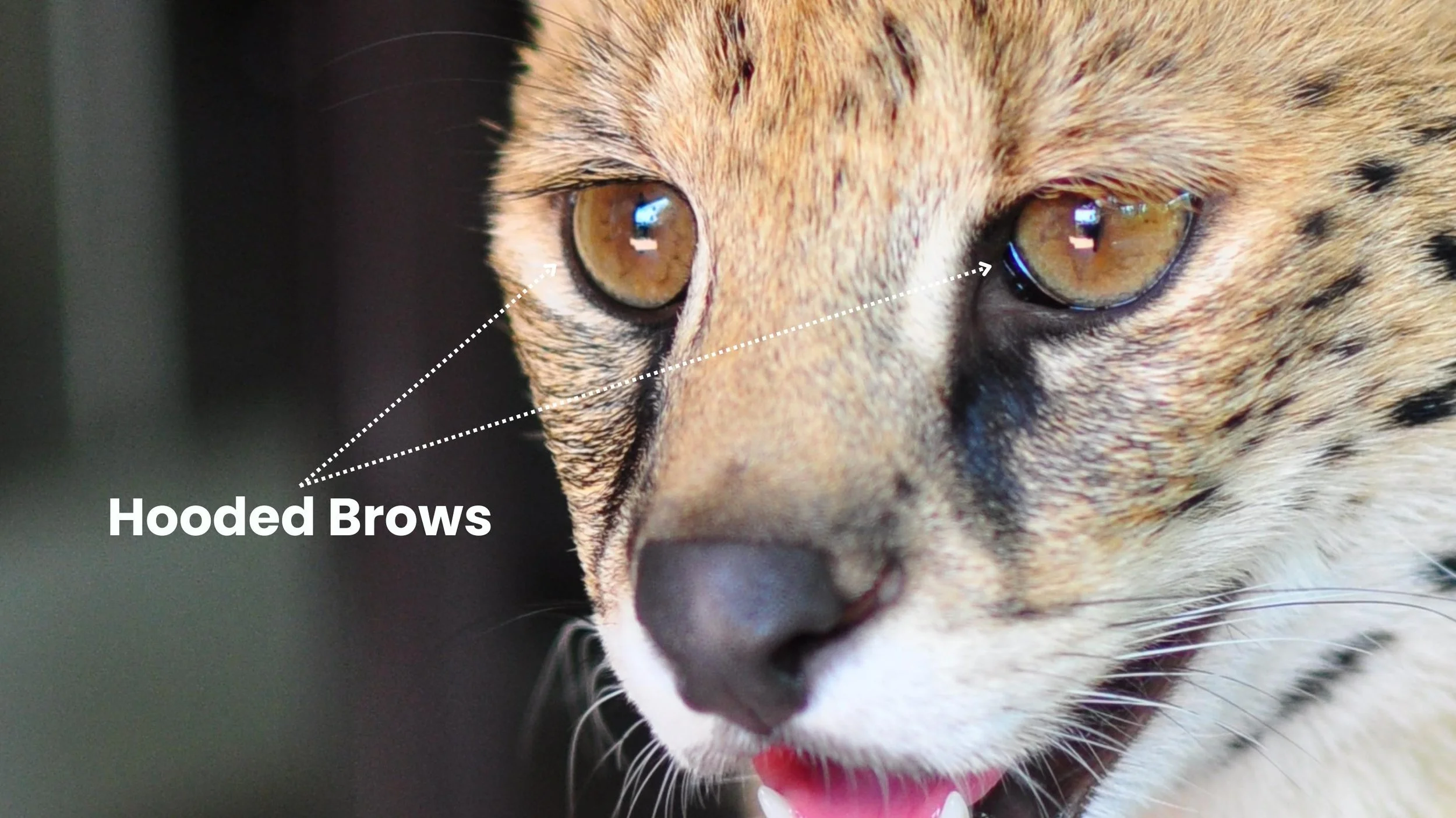 Los ojos del gato Savana deben ser de tamaño mediano y estar ubicados debajo de una ceja ligeramente levantada. La parte superior del ojo se parece a un boomerang.