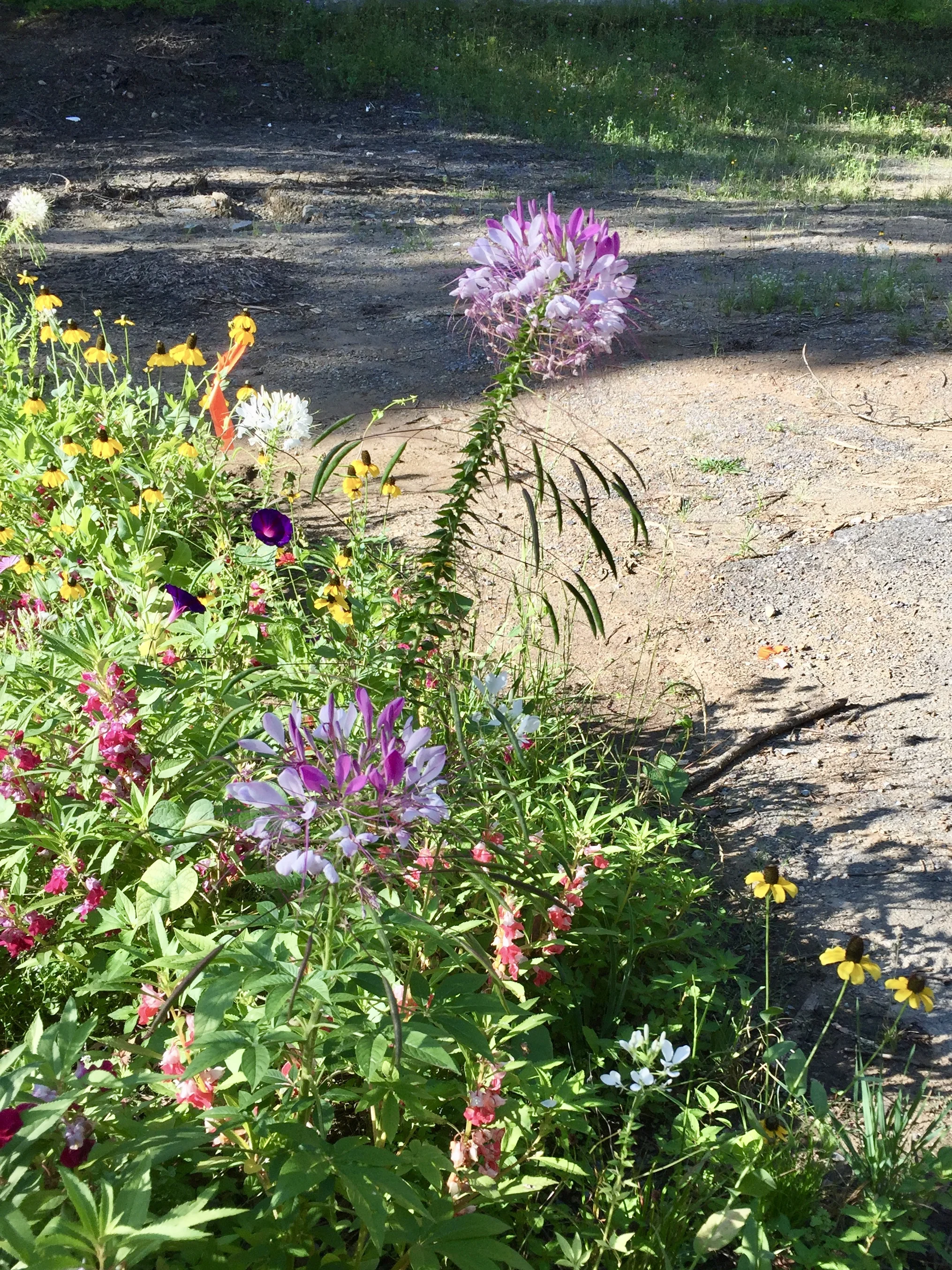 Wild flowers growing out of the ashes of where a building burned down at Arrowmont School of Arts.