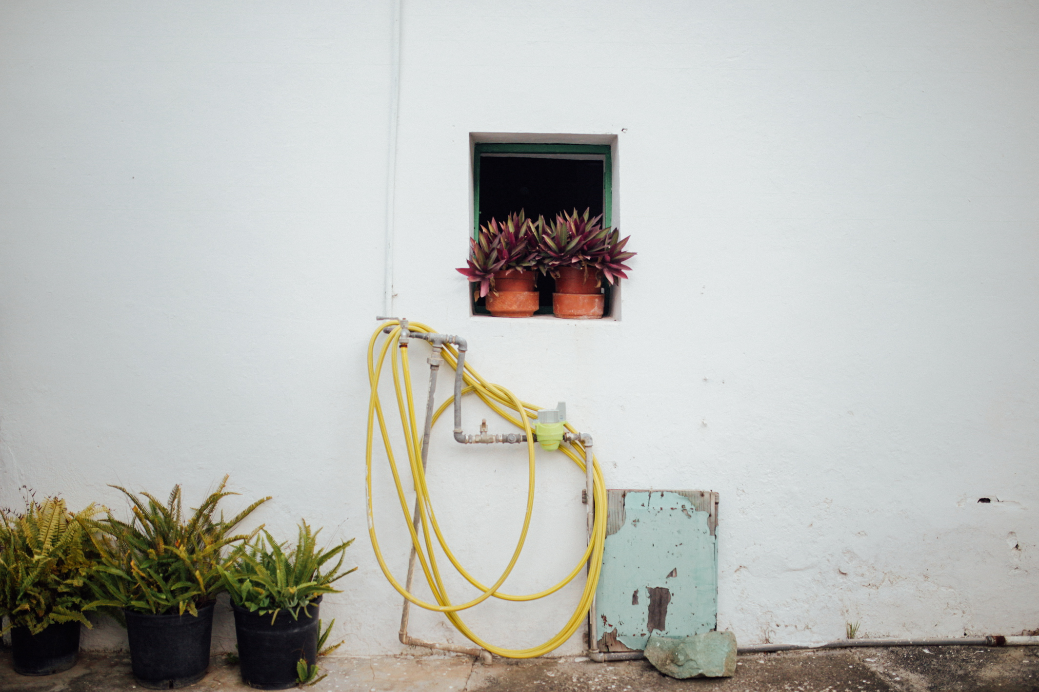 Patio trasero // Backyard