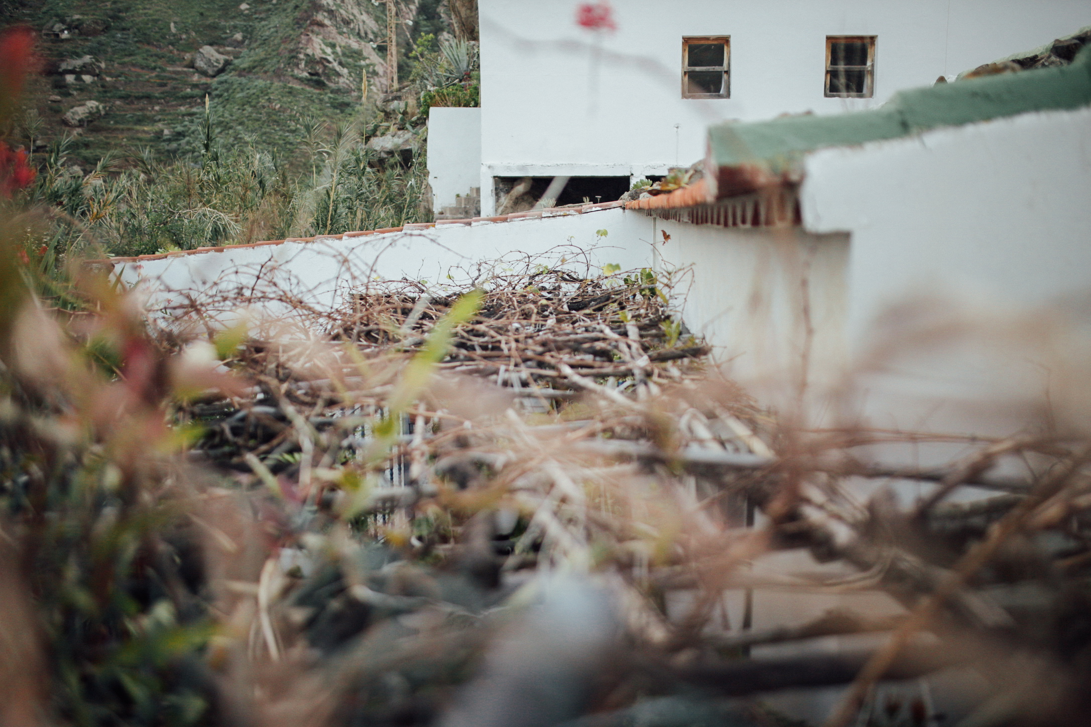 Parras en el tejado: La gente del pueblo todavía sigue haciendo su propio vino // Grapevines on the roof: People still keep making their own wine