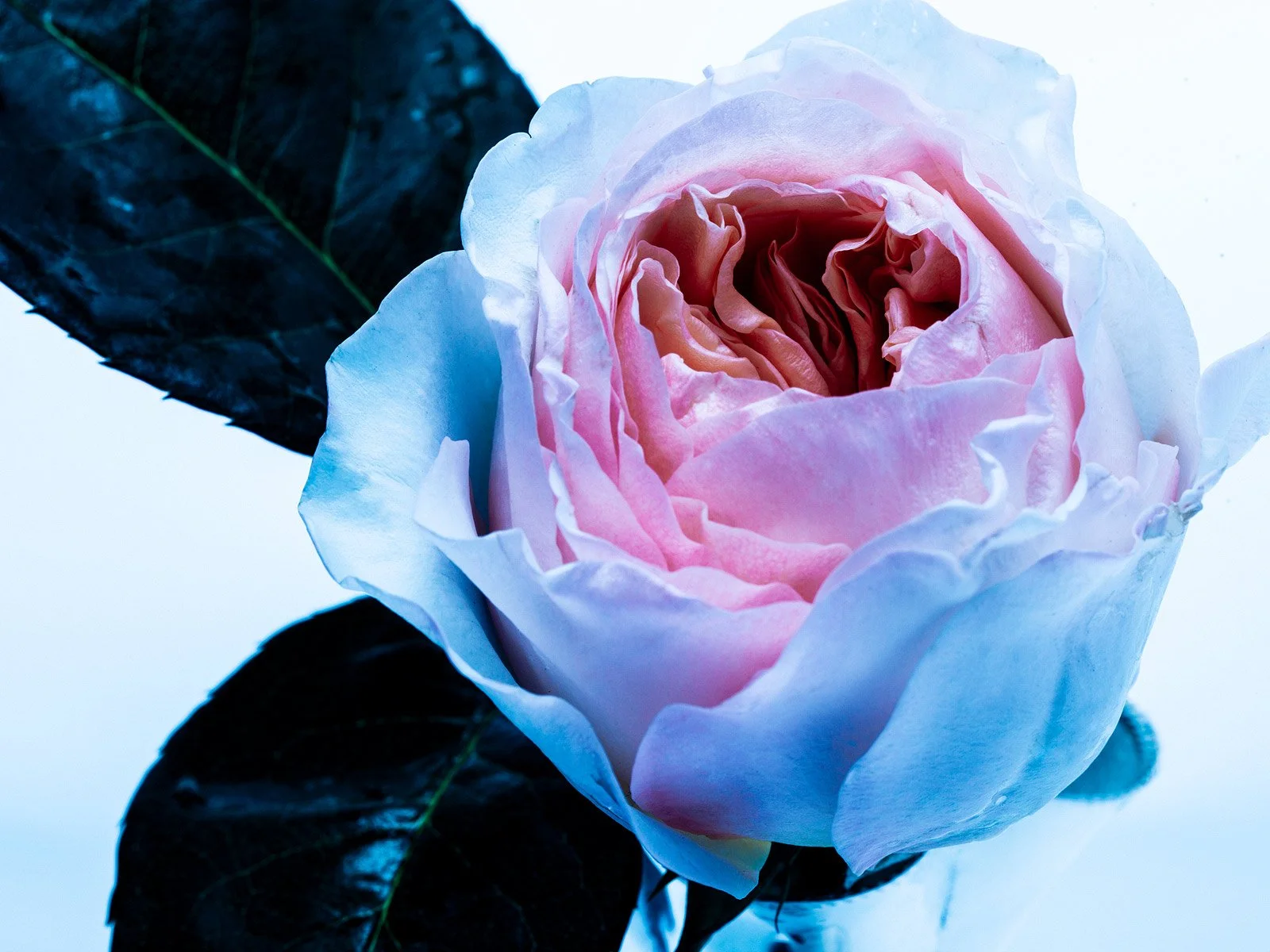 Just-a-Rose---Jingna-Zhang1.jpg