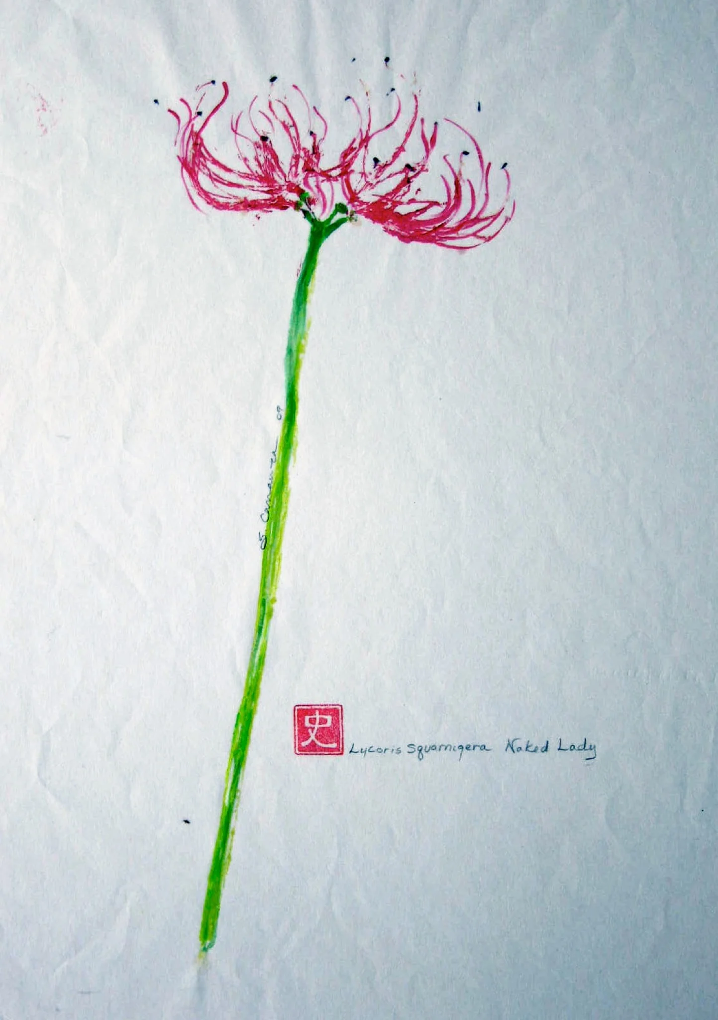 Lyceris Squamigera - naked lady plant.jpg