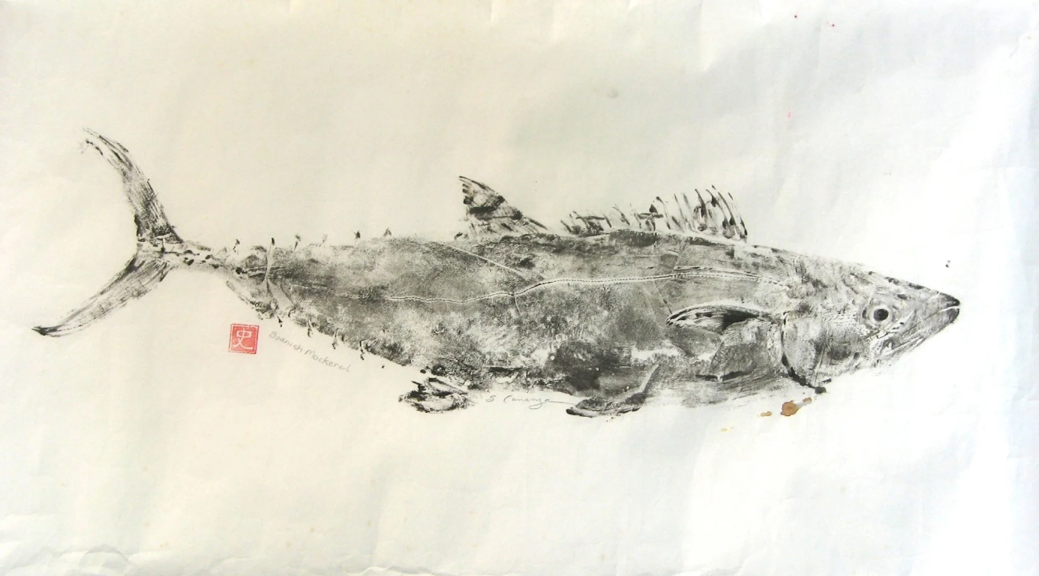 Spanish Mackerel.jpg