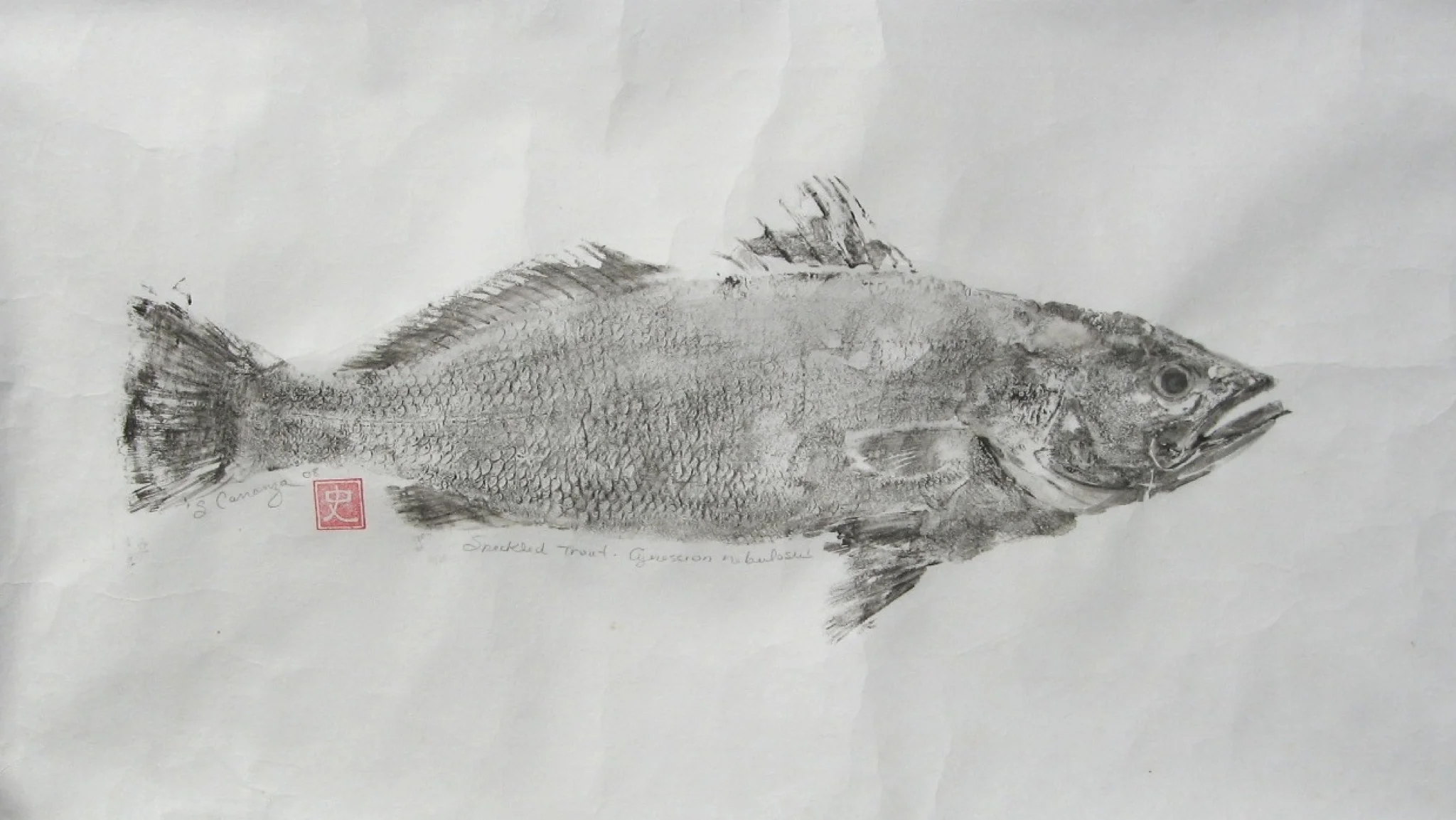 Speckled trout.jpg