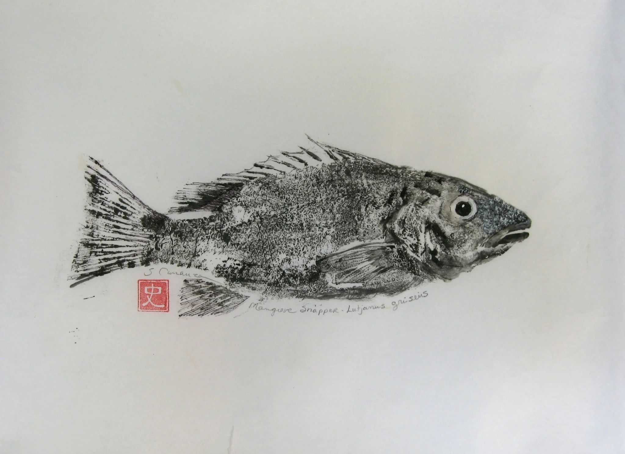 Mangrove Snapper.jpg