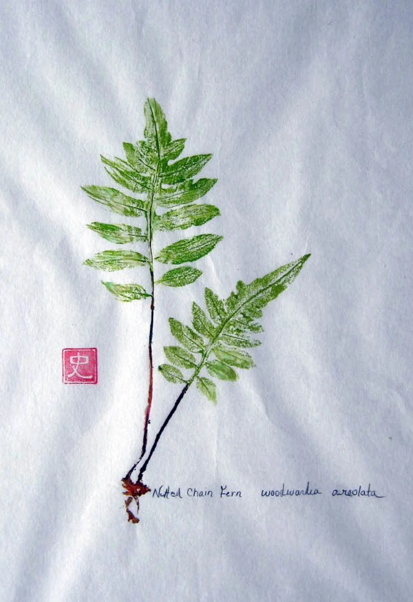 Netted Chain Fern.jpg