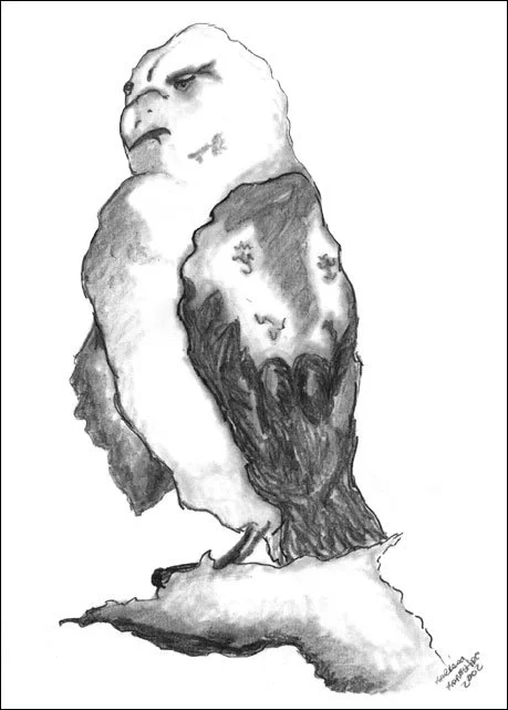 kisshawk.jpg
