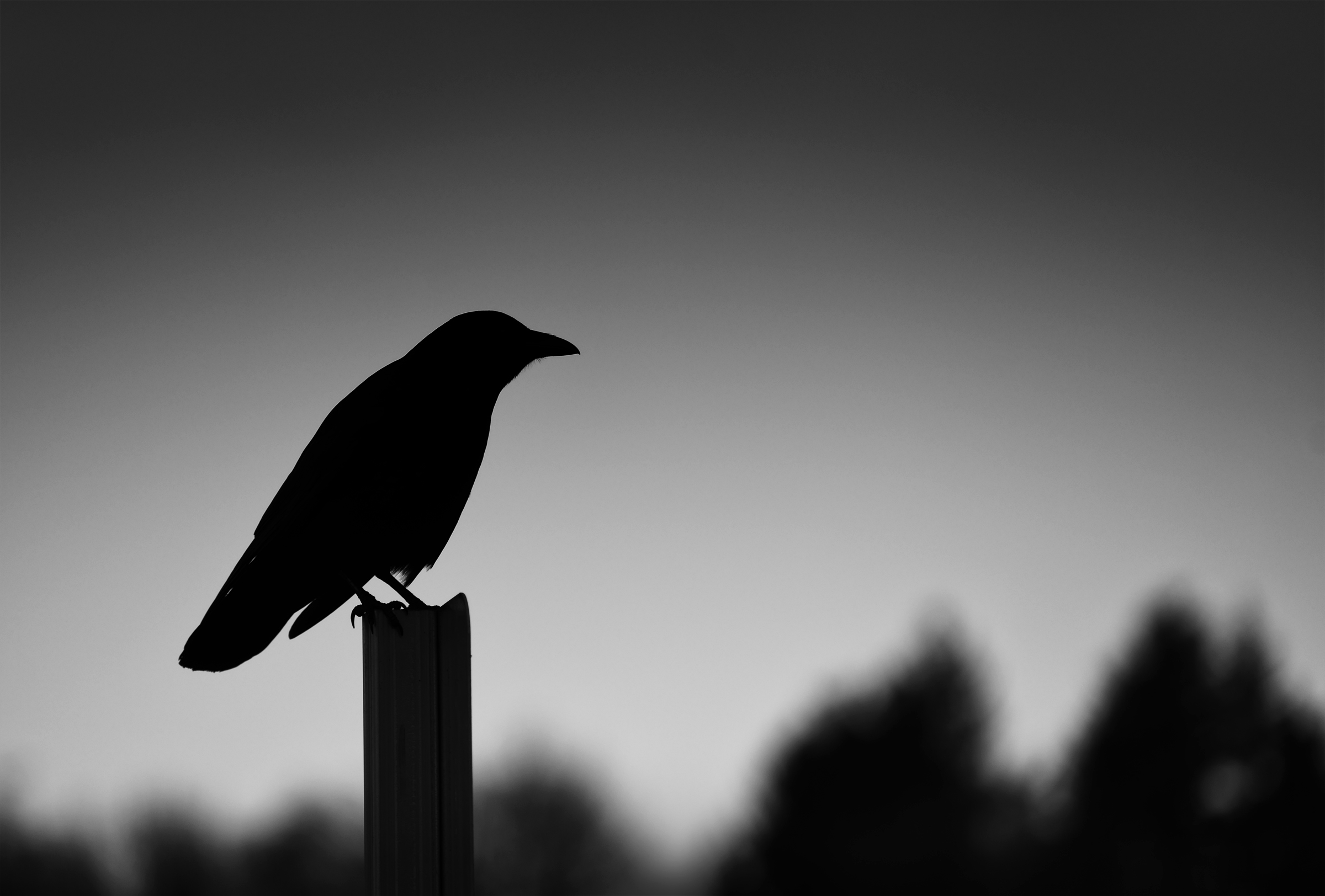 TAC Crow Silhouette 2 med.jpg