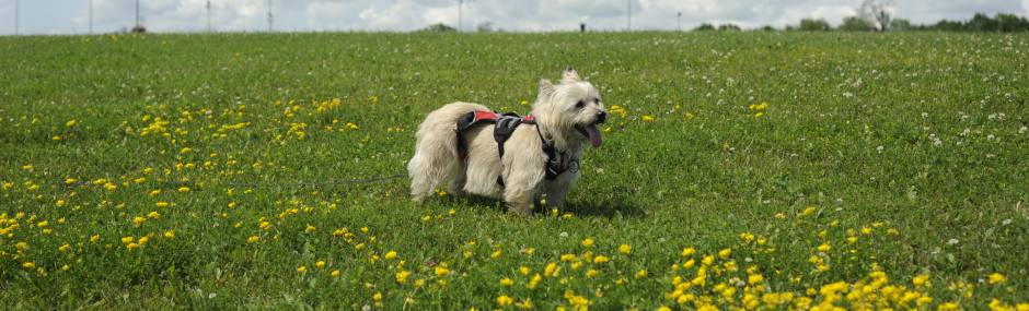 Divinity and Richard