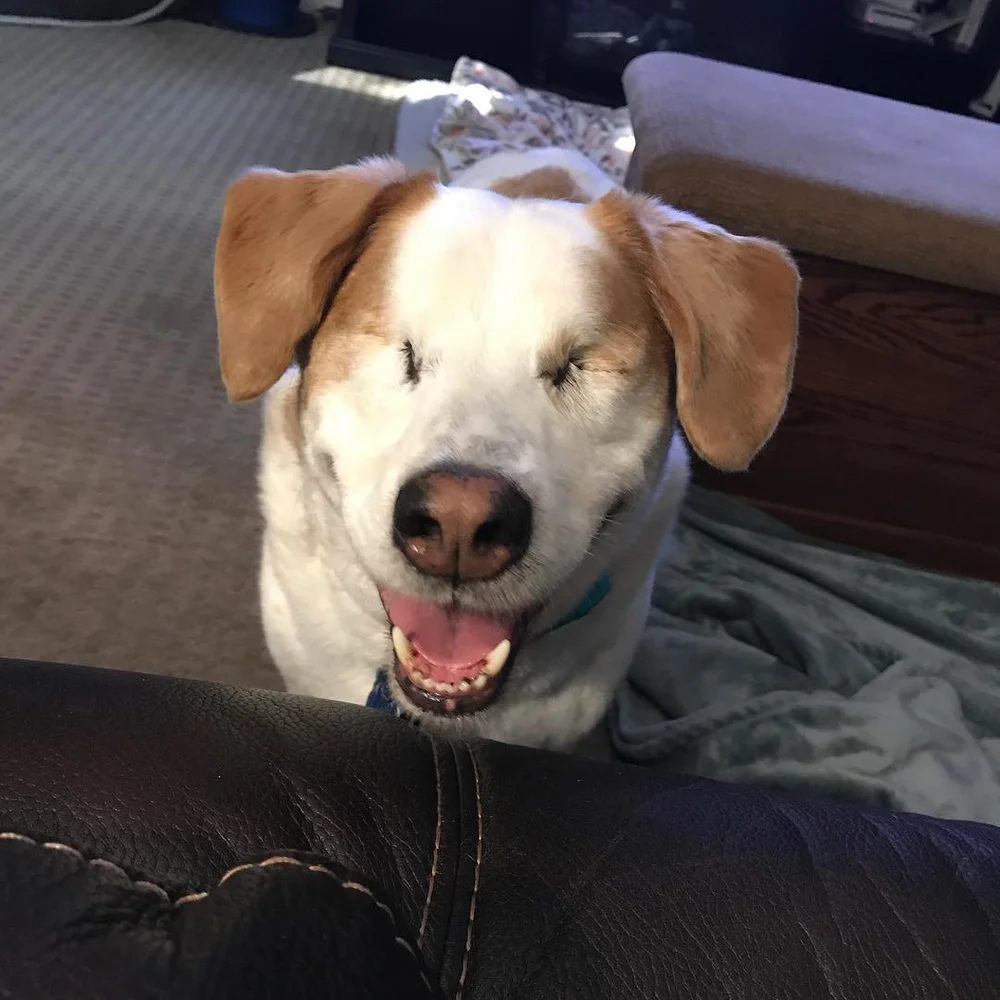 How Much Is It To Have A Dogs Eye Removed