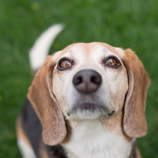 Evans and Beth said goodbye to Buddy, who was part of their family for more than 14 years. Beth thinks that Buddy was really closer to 16 yrs. old. I had the honor of photographing Evans and Buddy in Boulder in May 2014. They are featured in my book 