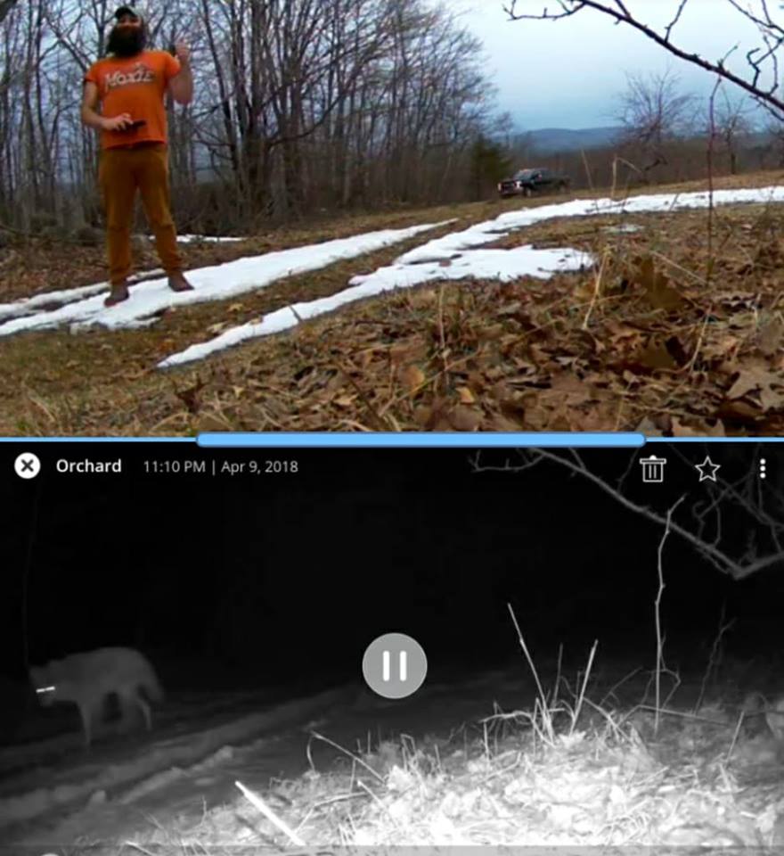 For reference: orchard cam triggered by coyote below; Al in same spot above.