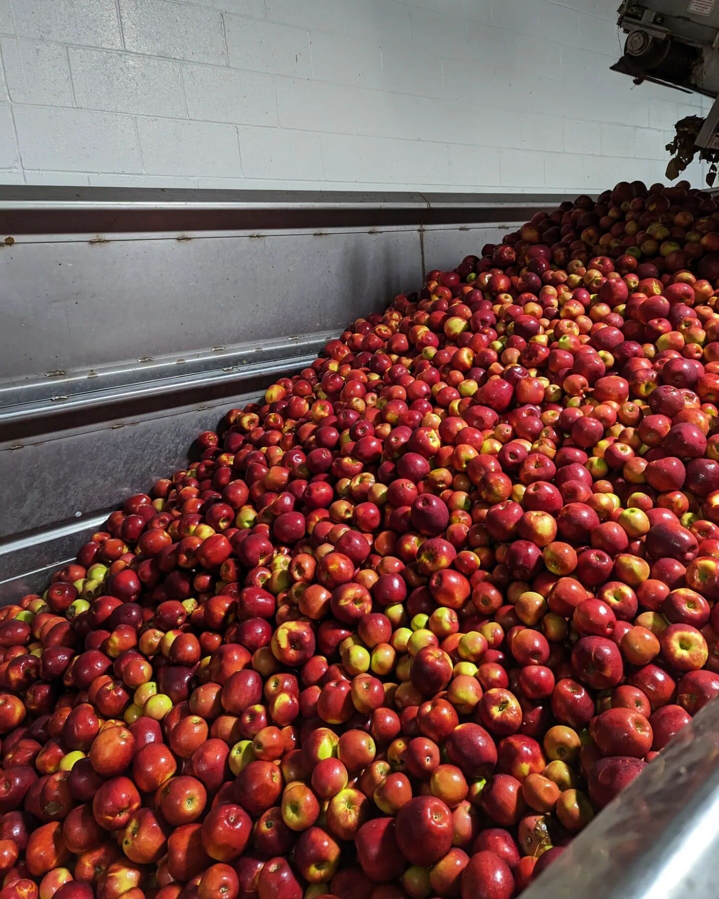 McIntosh apples from VT coming out of cold storage today for a fresh batch of Juicy Mix.  If you're interested in a keg for your bar or restaurant on the North
Shore or Boston send us a DM and we'll get it to ya!