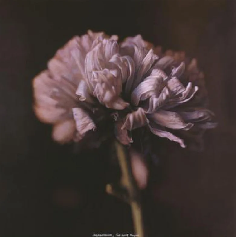 From Kate Breakey 's Small Deaths series
