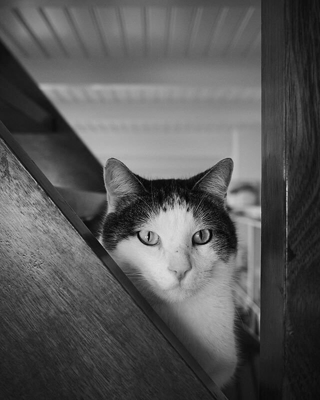 Whenever Samuel's sleeping upstairs, our cat Siep likes to sit on the stairs, as if to guard him. 😍
.
As a technical side note, the Ricoh GR III continues to amaze me with its output. Swipe for some 100% crops. 📷
. .
.
.
.
#catsofinstagram #catstag