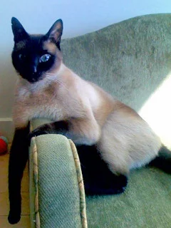 Mingus_240.jpg