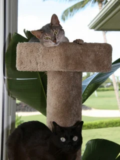 the_cats_240.jpg