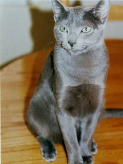 mrjackie_240.jpg