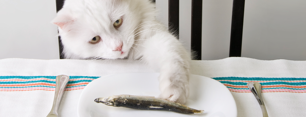 cat-eating.png
