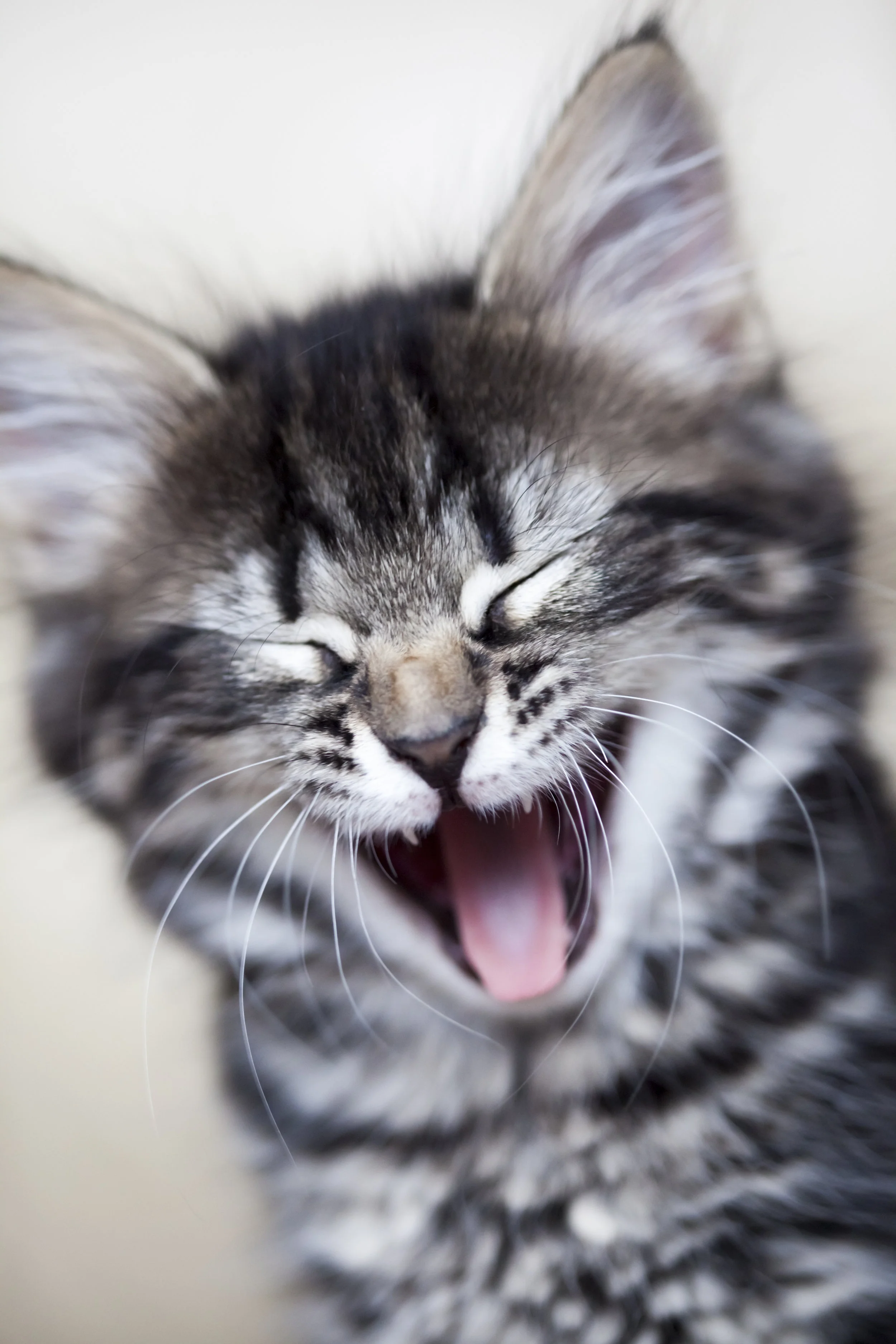 cat yawning meowing crying.jpg