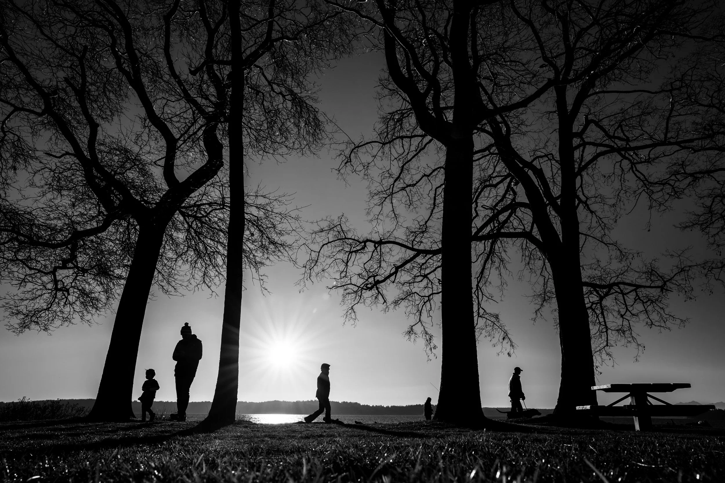 Among Trees