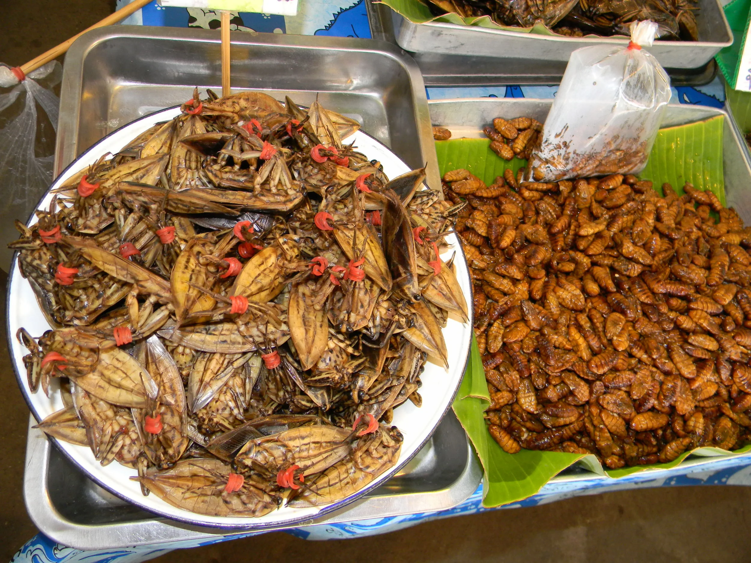 Food horrors’ post