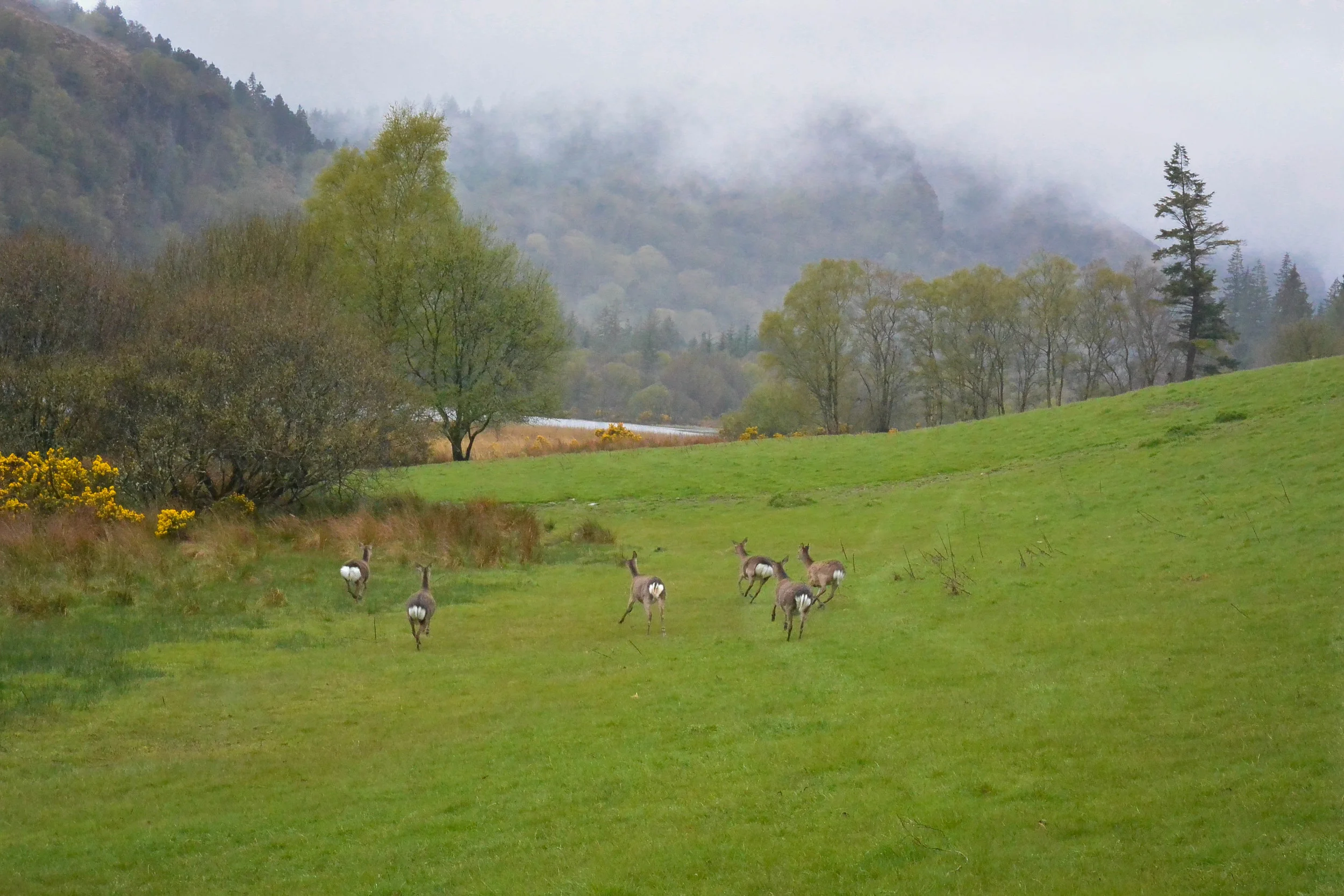 Deer at Glendalough