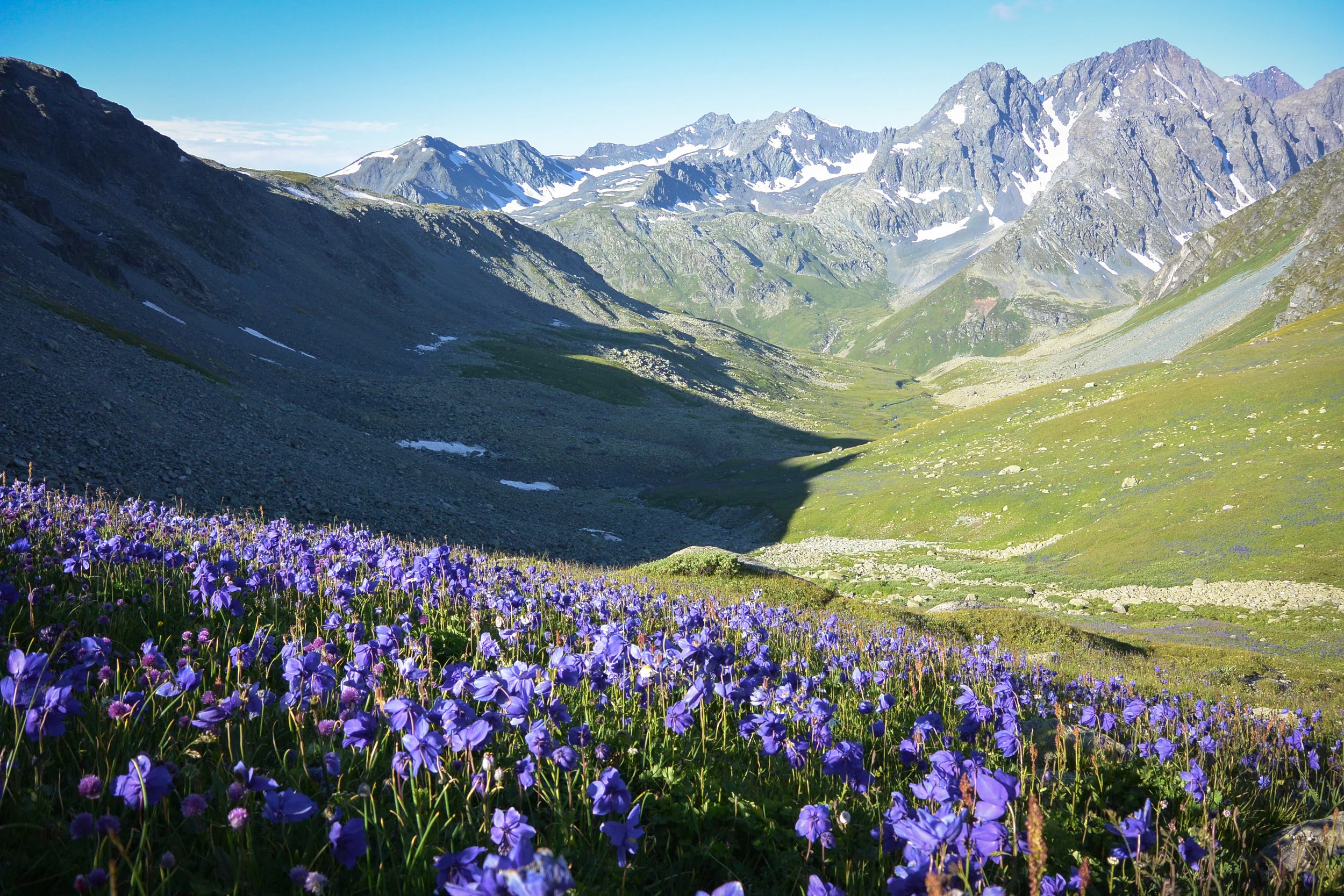 Columbines