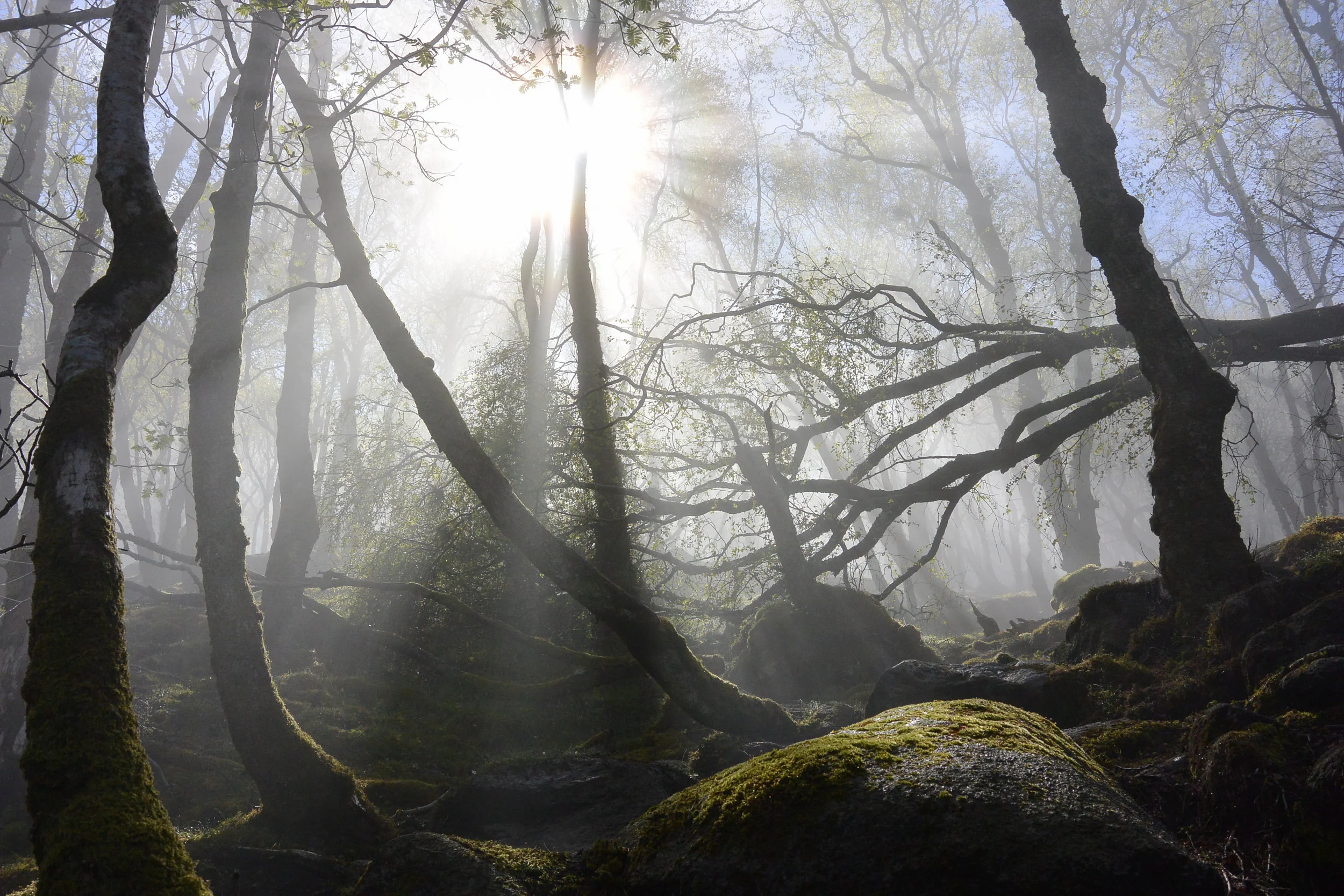 Mystic Forest