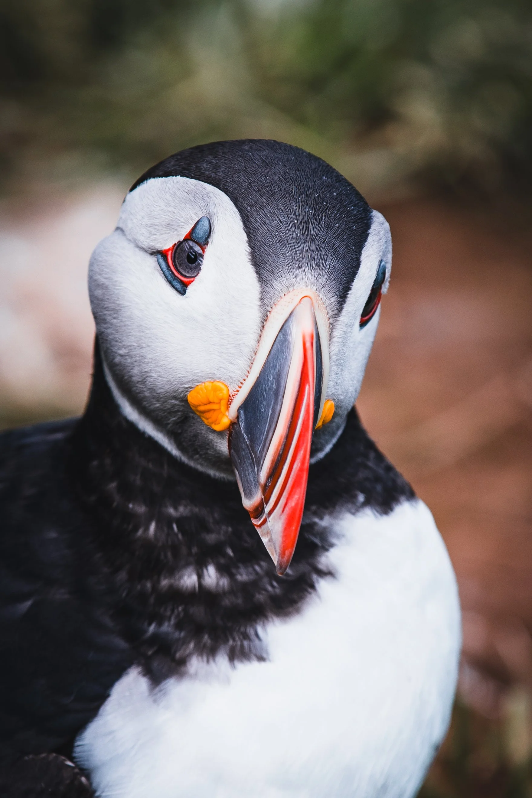Puffin1.JPG