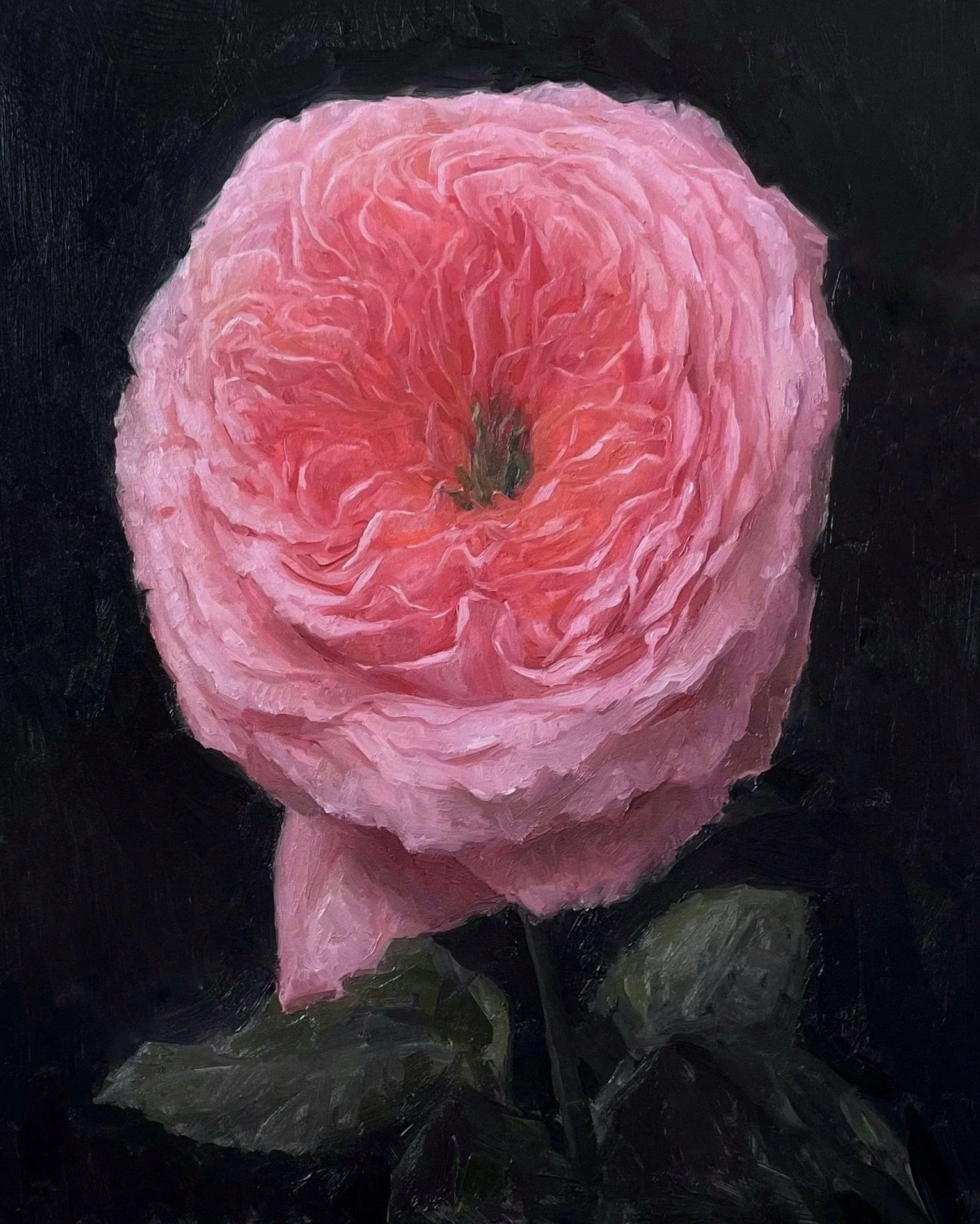   Pink Rose,  oil on board 
