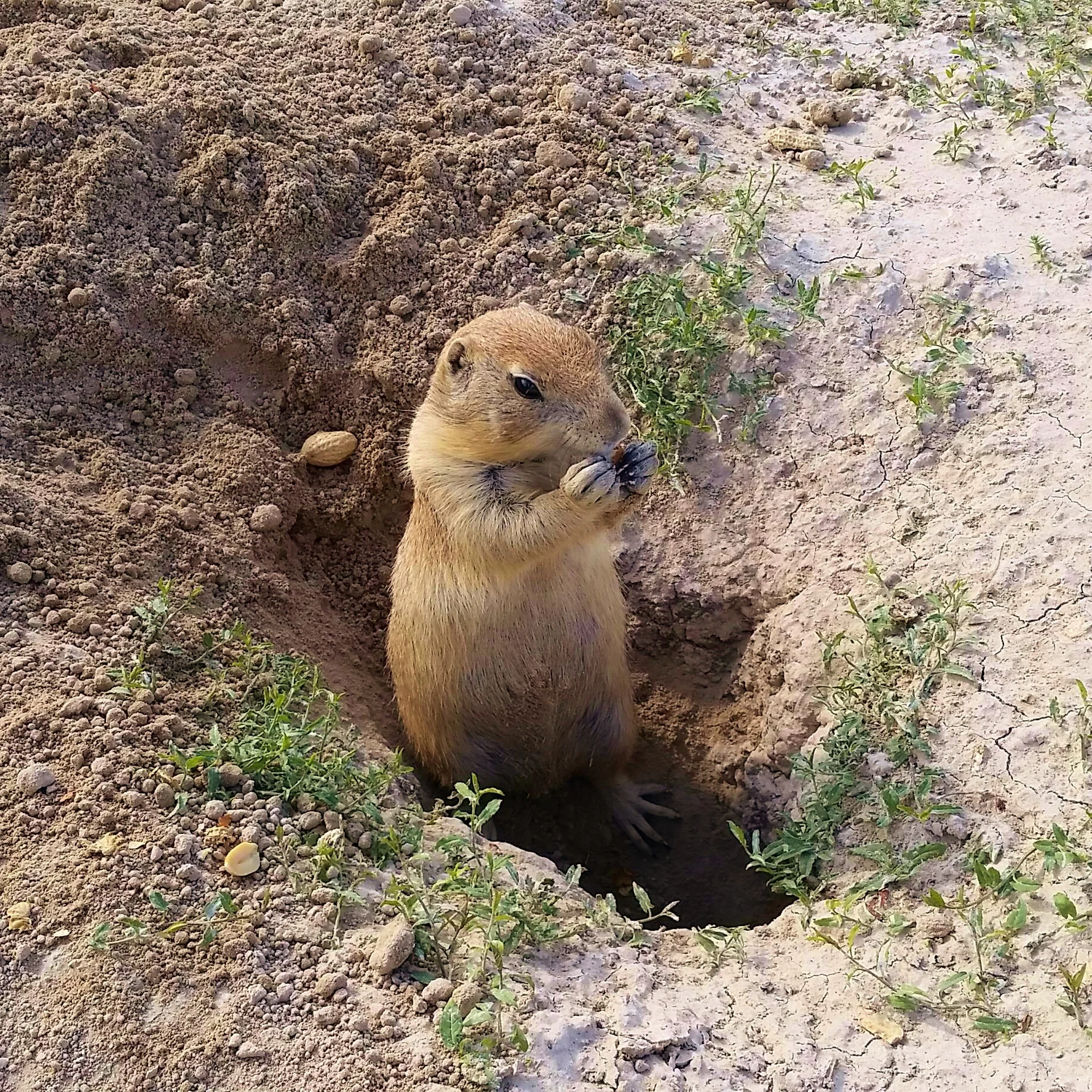 Prairie Dog! 