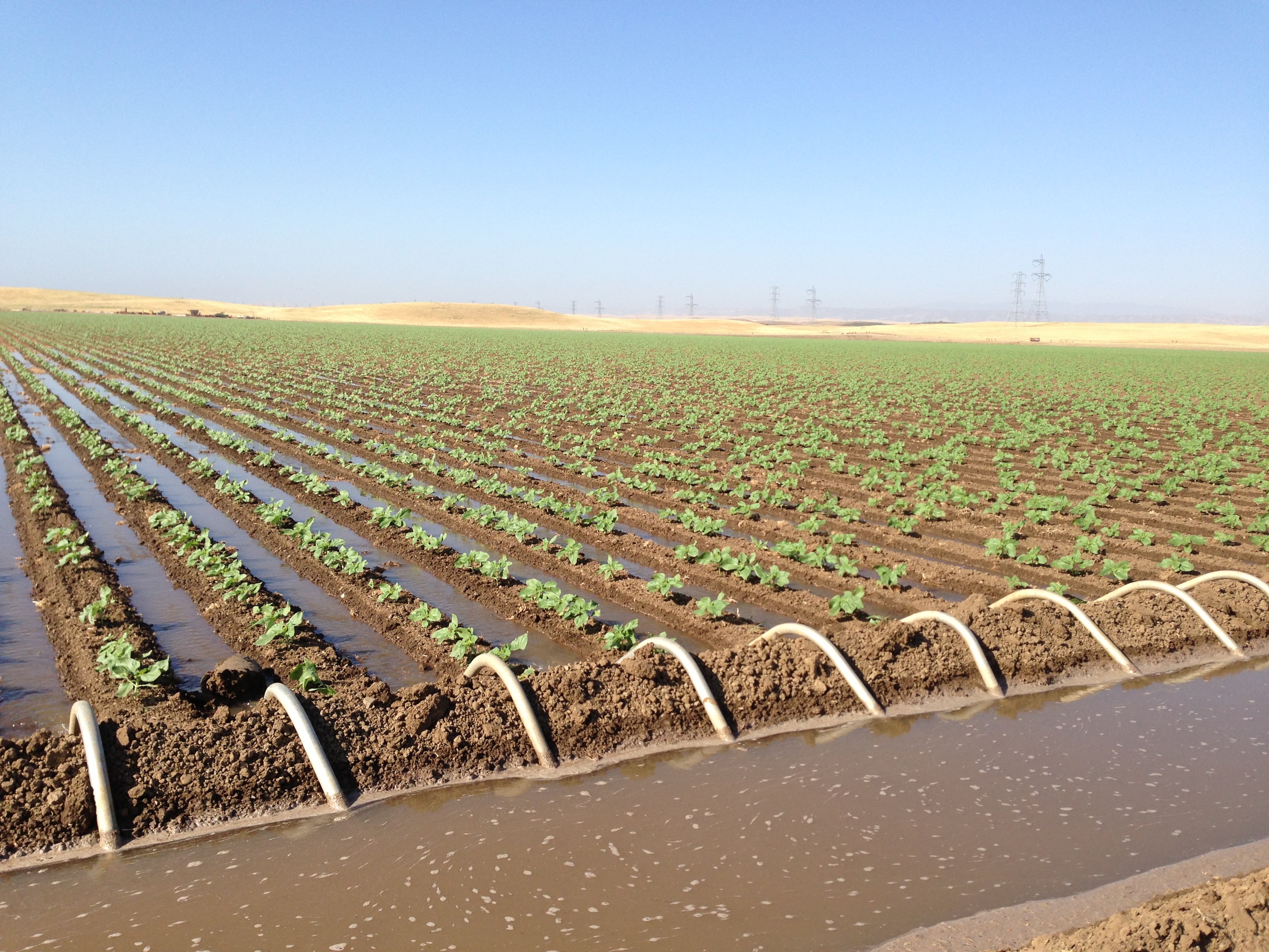 All California GreyStripe is produced in Northern California’s Sacramento Valley and is furrow irrigated to yield bright colored seed without staining or insect damage. 