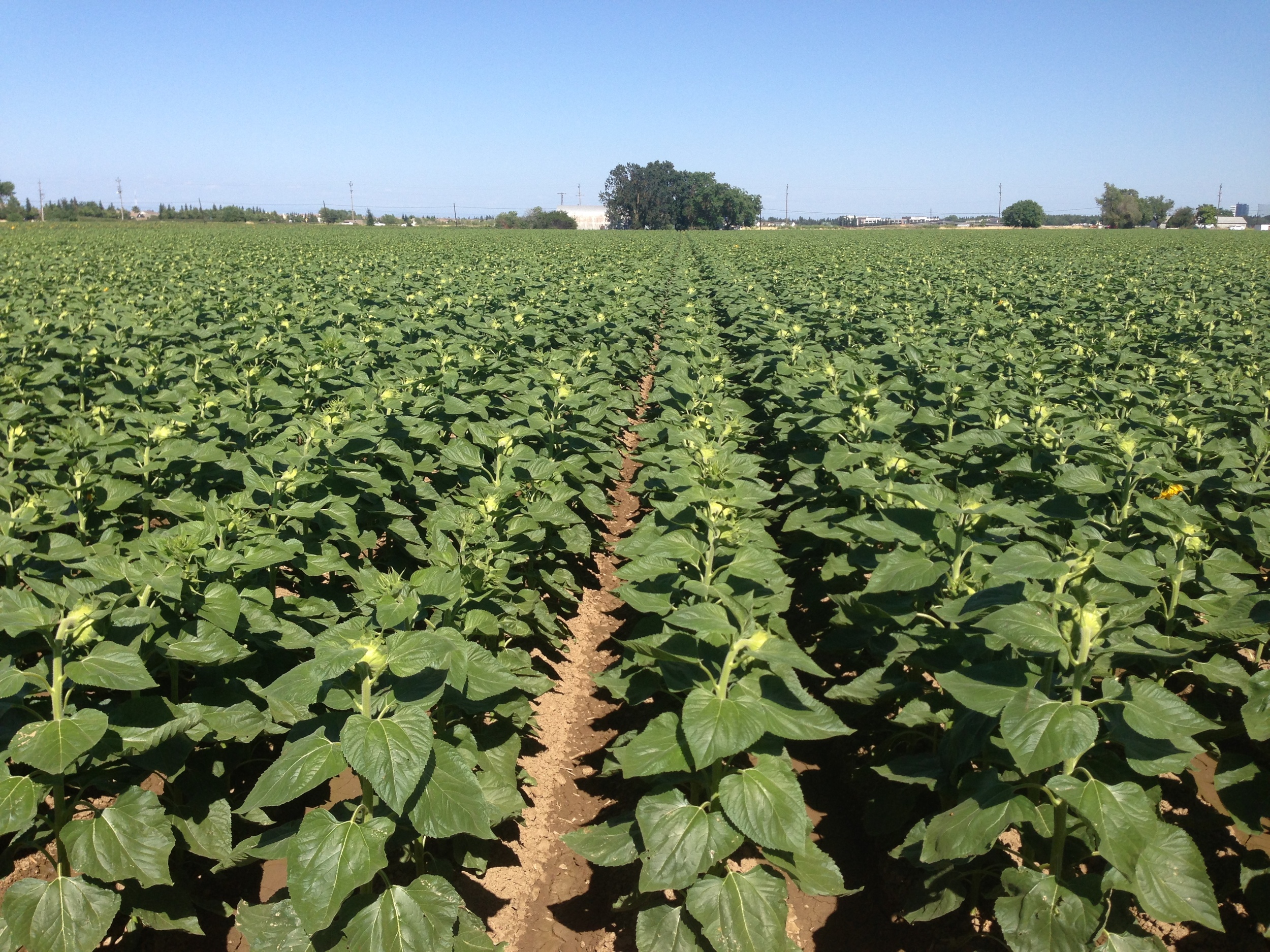 California’s dry Mediterranean climate and lack of rainfall during the growing season allows the crop to mature naturally without the need for chemical defoliating agents, or artificial drying.