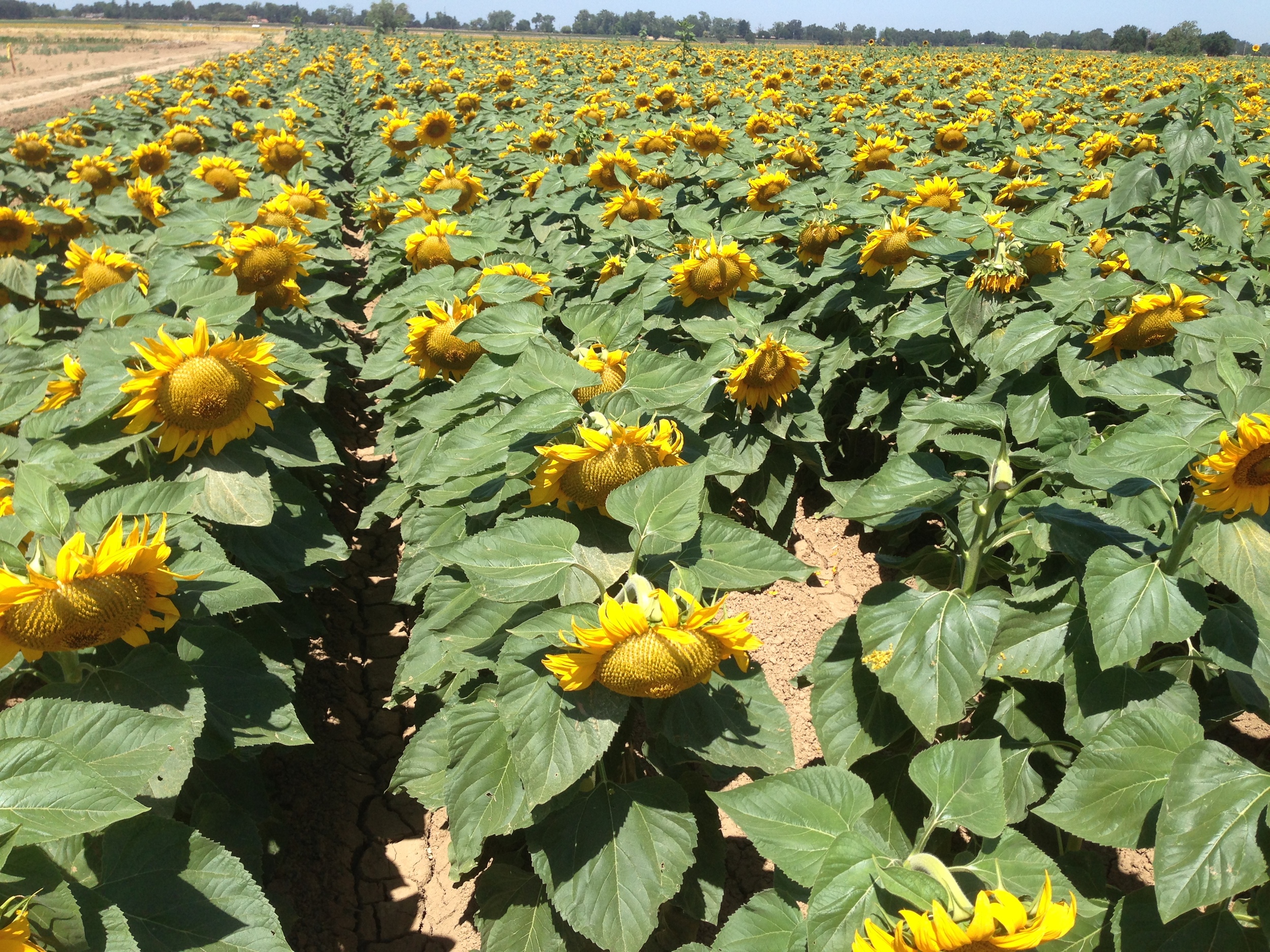 California GreyStripe sunflower is grown by some of California ’ s best farmers, recognized globally for producing high quality fruits, vegetables, nuts and seeds. 