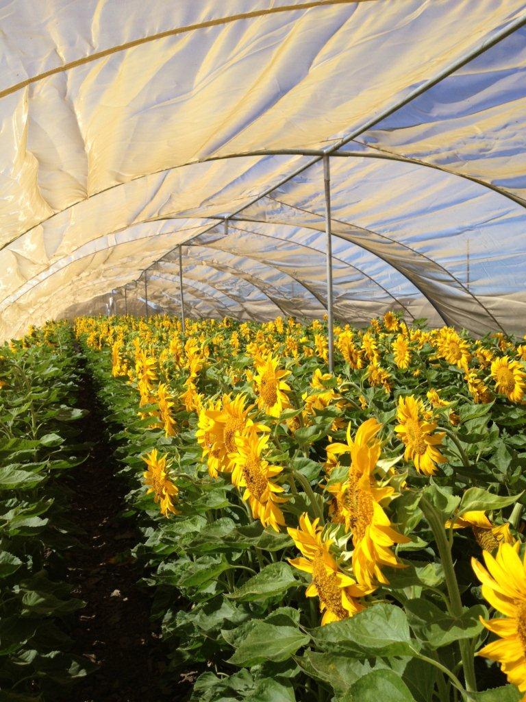 Parent seed is produced in cages to insure the highest possible genetic purity, and results in uniform seed color and shape.