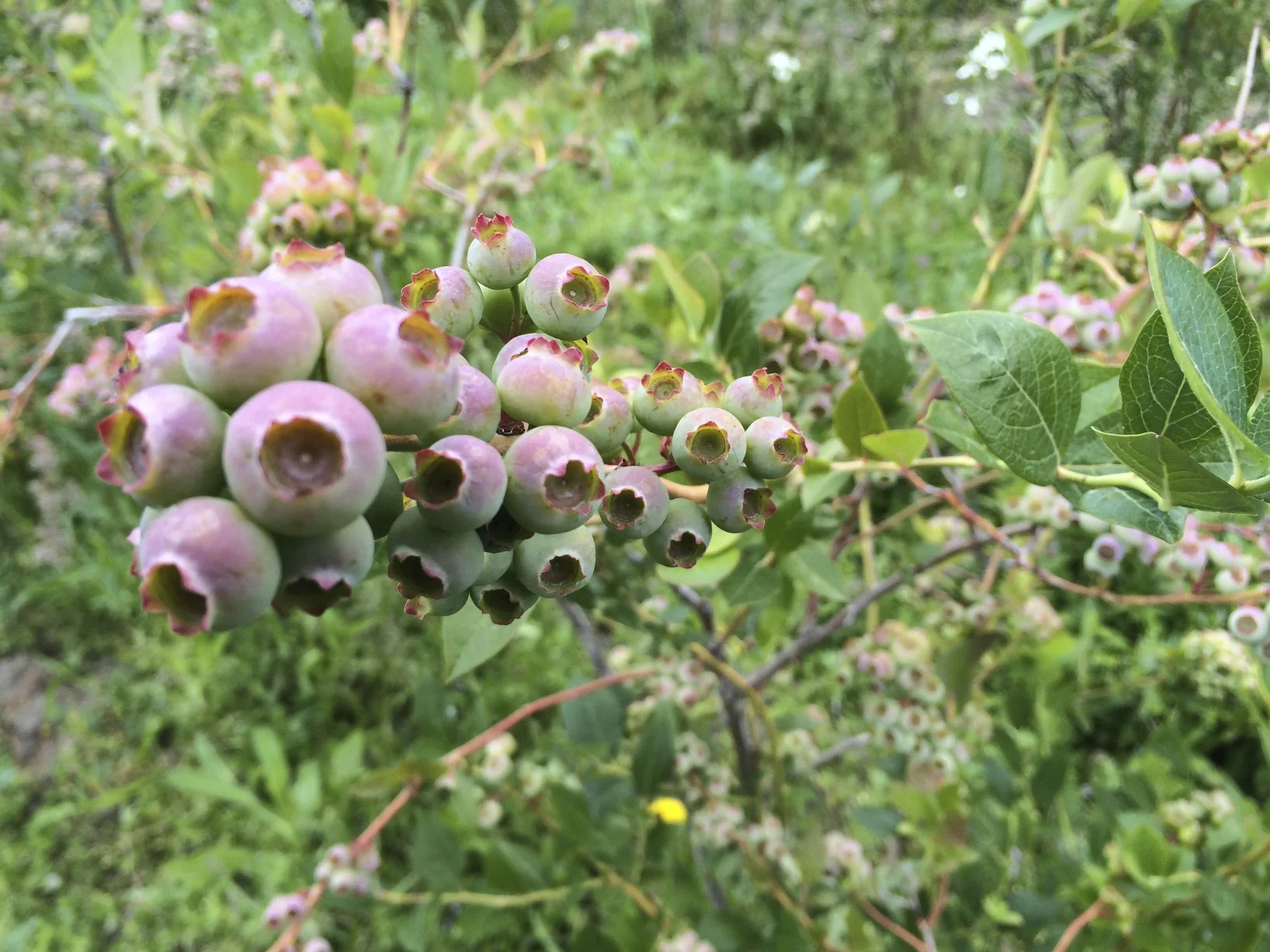 Goodies from the Gorge